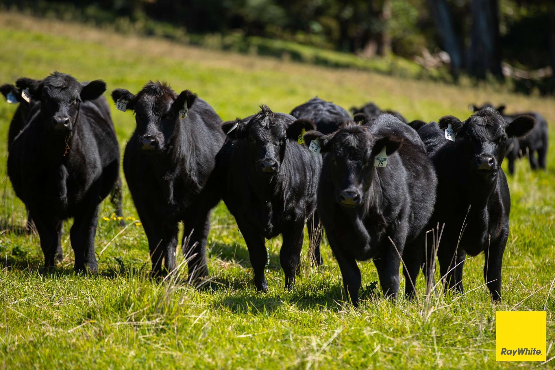 235 Beaumonts Road, Dorrigo For Sale by Farmbuy.com - image 2