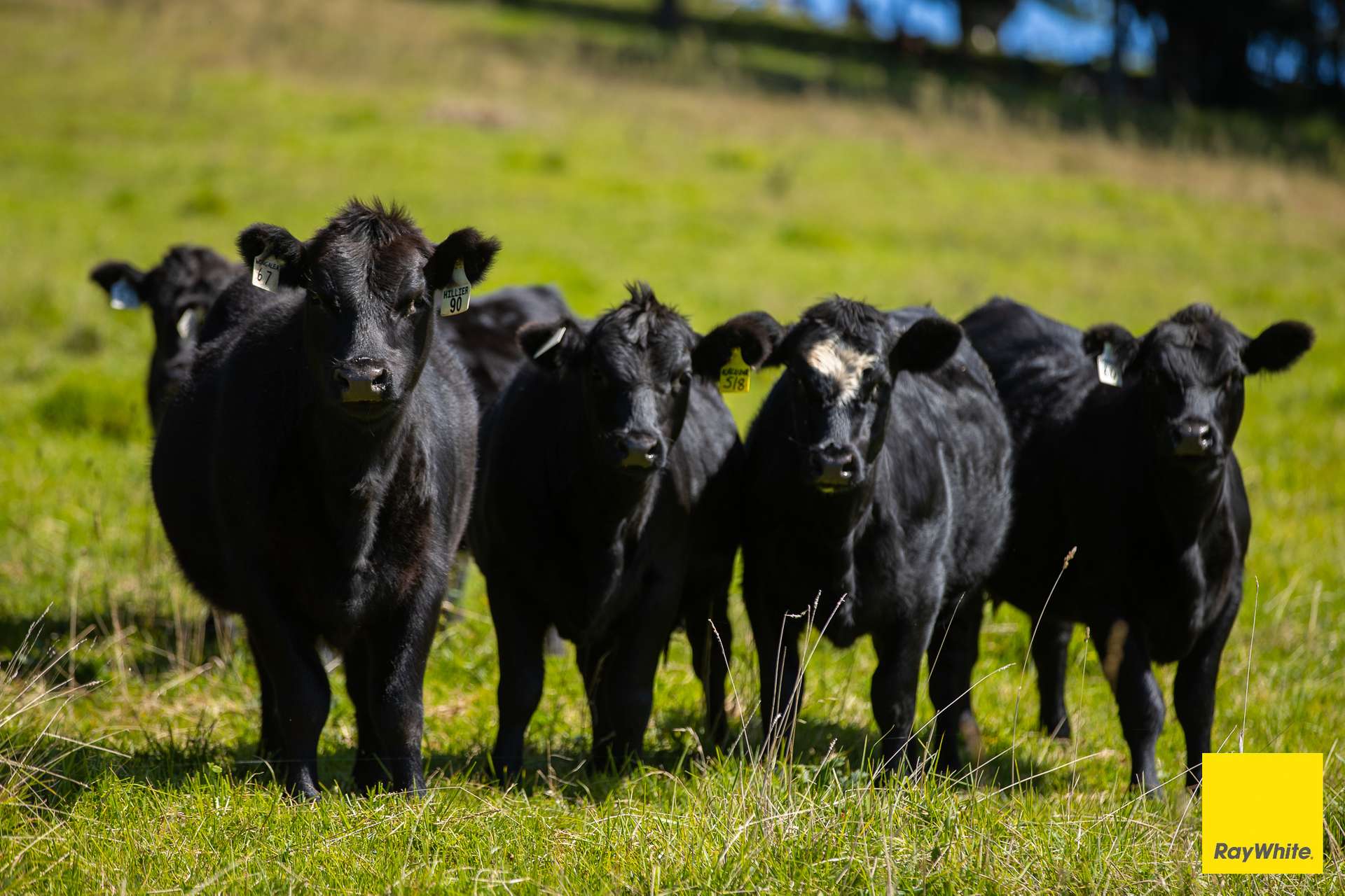 235 Beaumonts Road, Dorrigo For Sale by Farmbuy.com - image 28