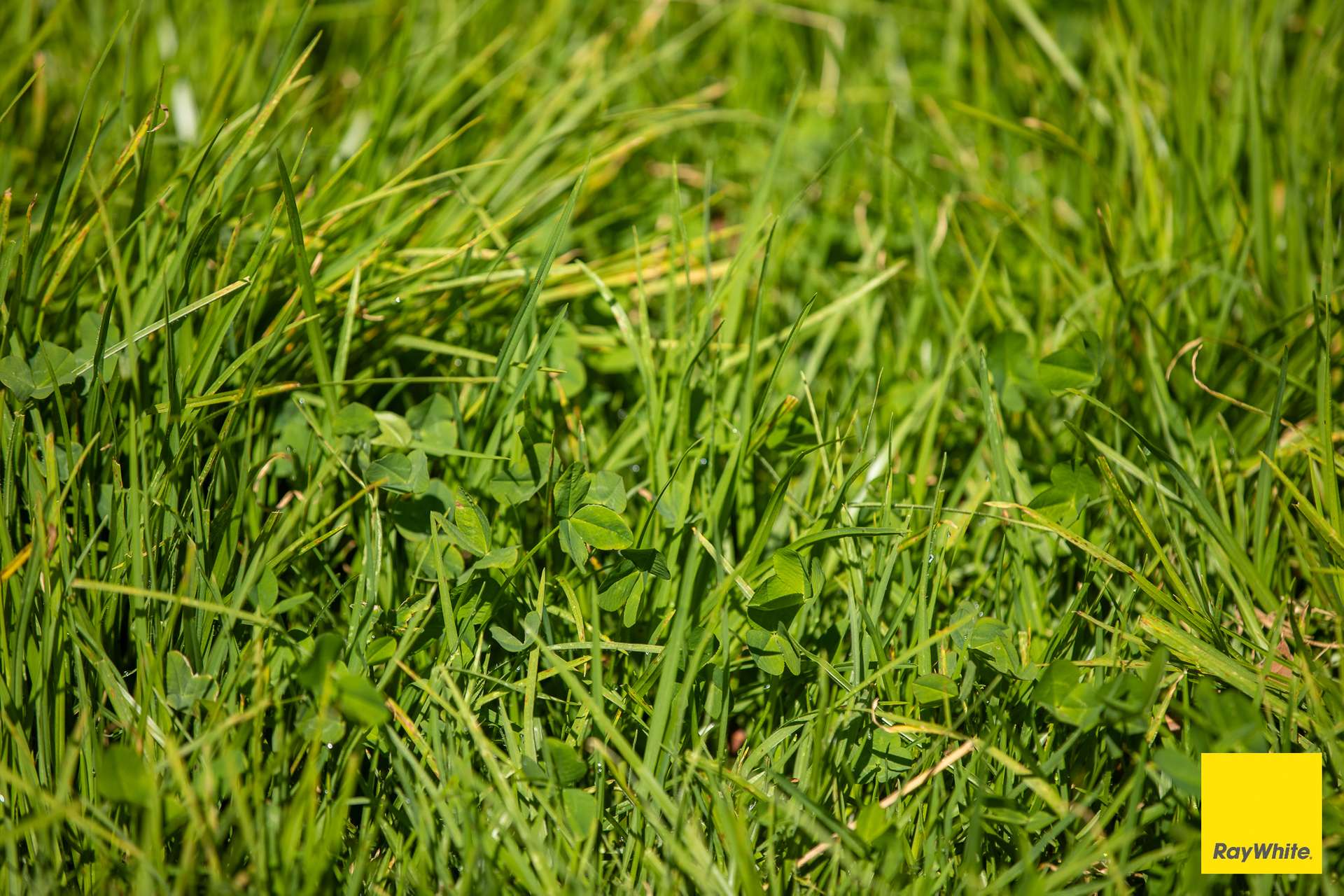 235 Beaumonts Road, Dorrigo For Sale by Farmbuy.com - image 30