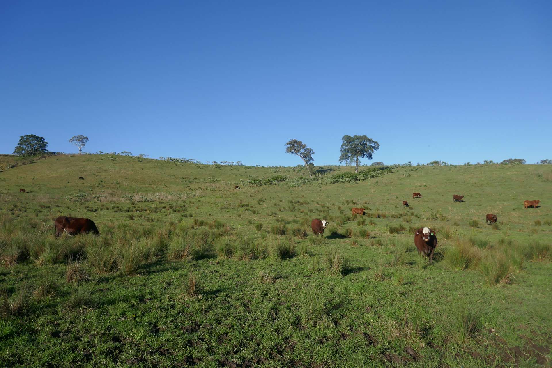 12 Mason's Road, Kyogle For Sale by Farmbuy.com - image 9