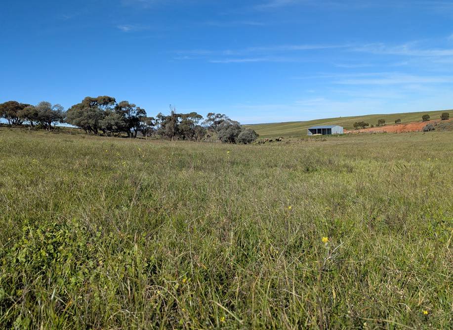 480 Three Chain Road, Cambrai For Sale by Farmbuy.com - image 7