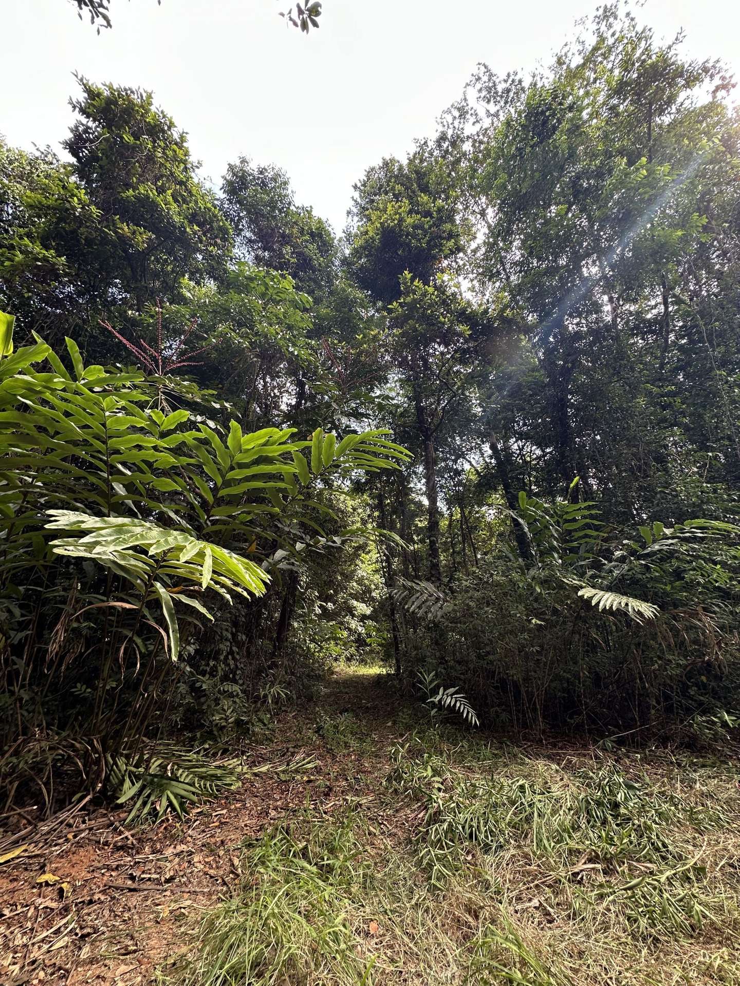 Cape Tribulation For Sale by Farmbuy.com - image 22