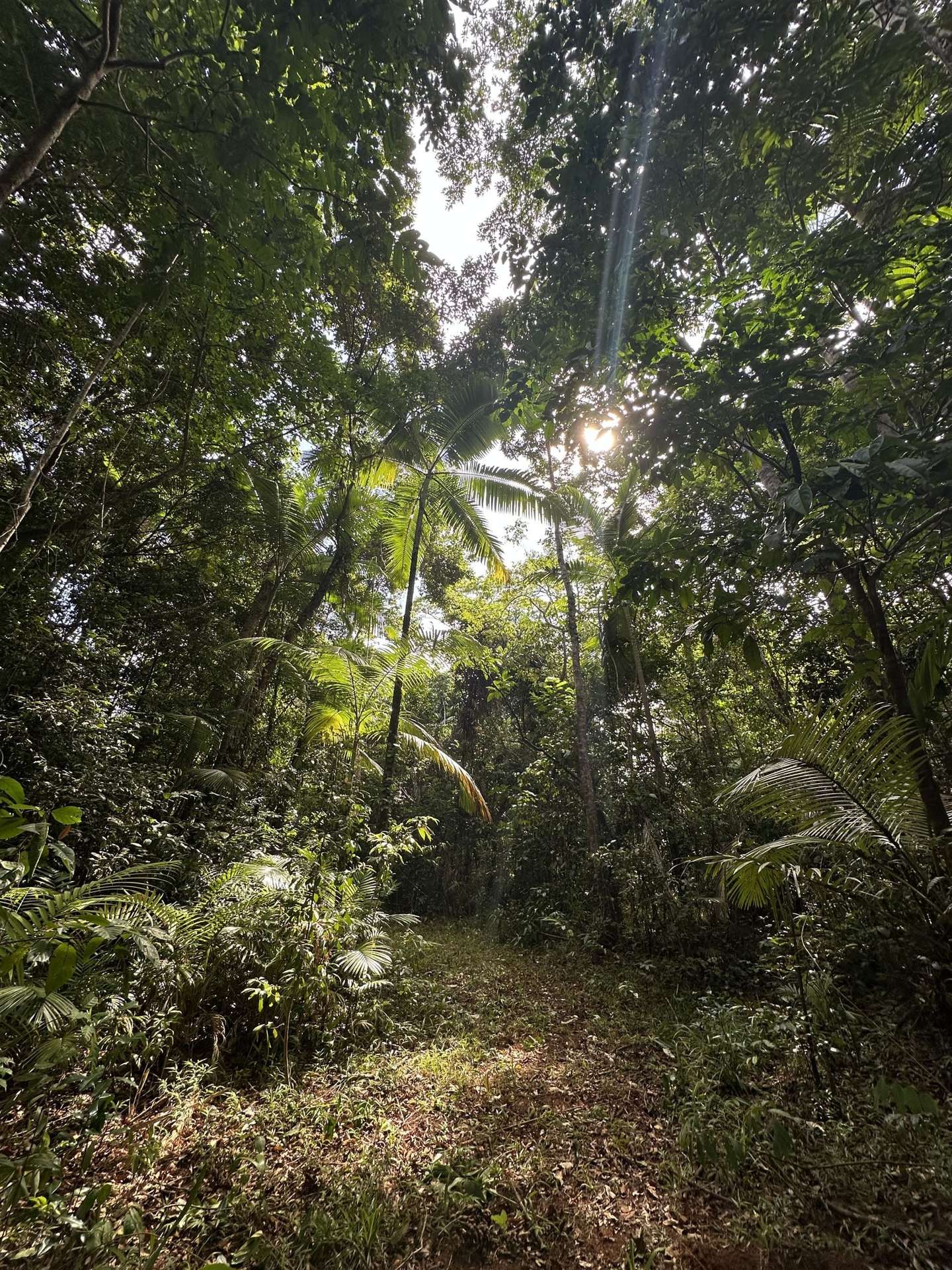 Cape Tribulation For Sale by Farmbuy.com - image 27