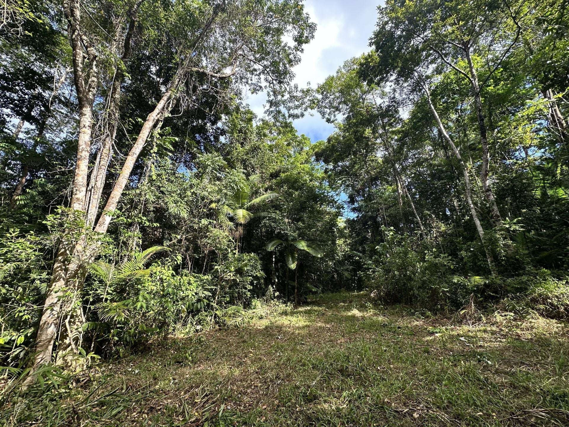 Cape Tribulation For Sale by Farmbuy.com - image 12
