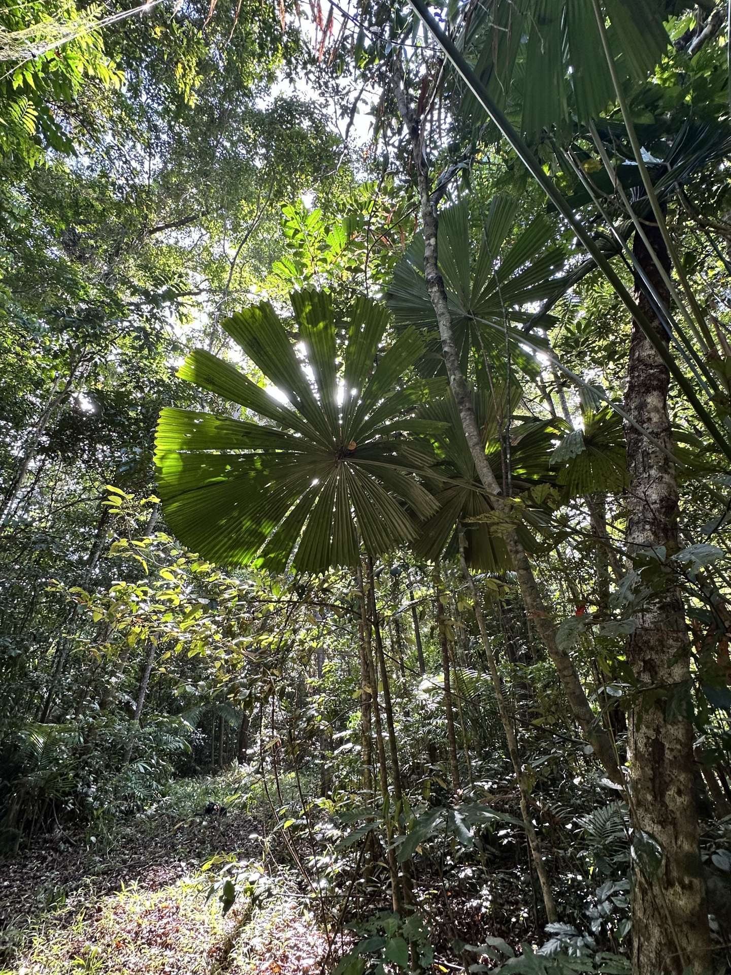 Cape Tribulation For Sale by Farmbuy.com - image 18