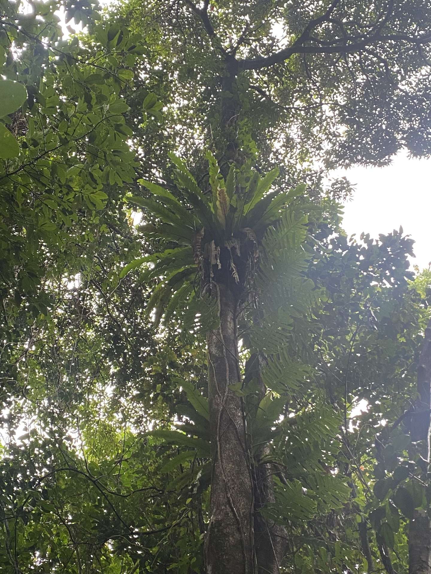 Cape Tribulation For Sale by Farmbuy.com - image 15