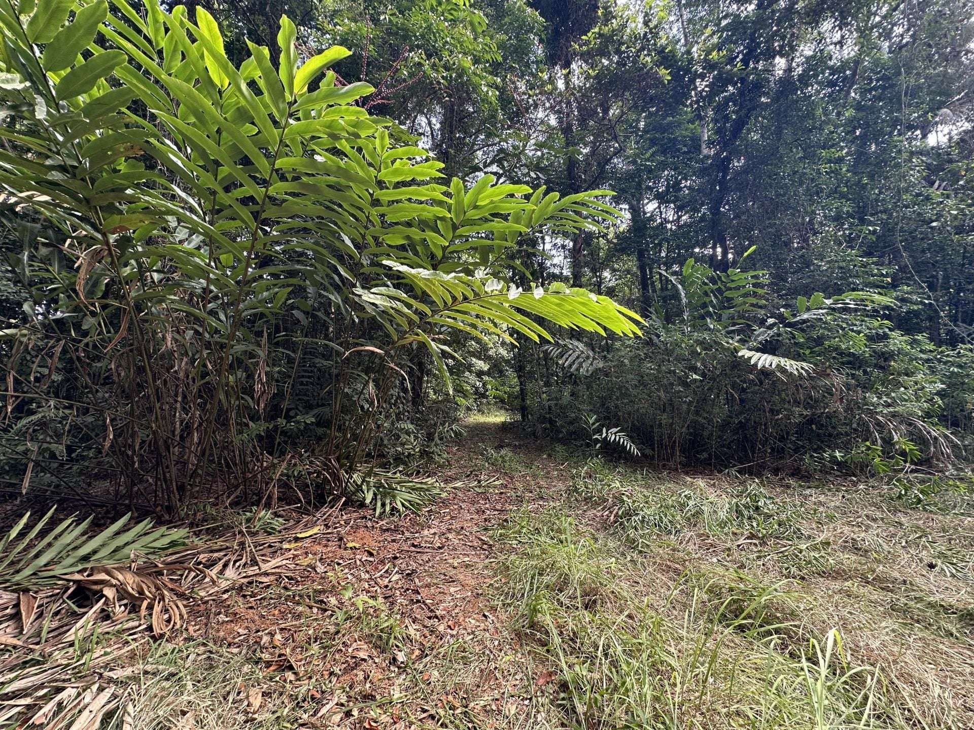 Cape Tribulation For Sale by Farmbuy.com - image 23