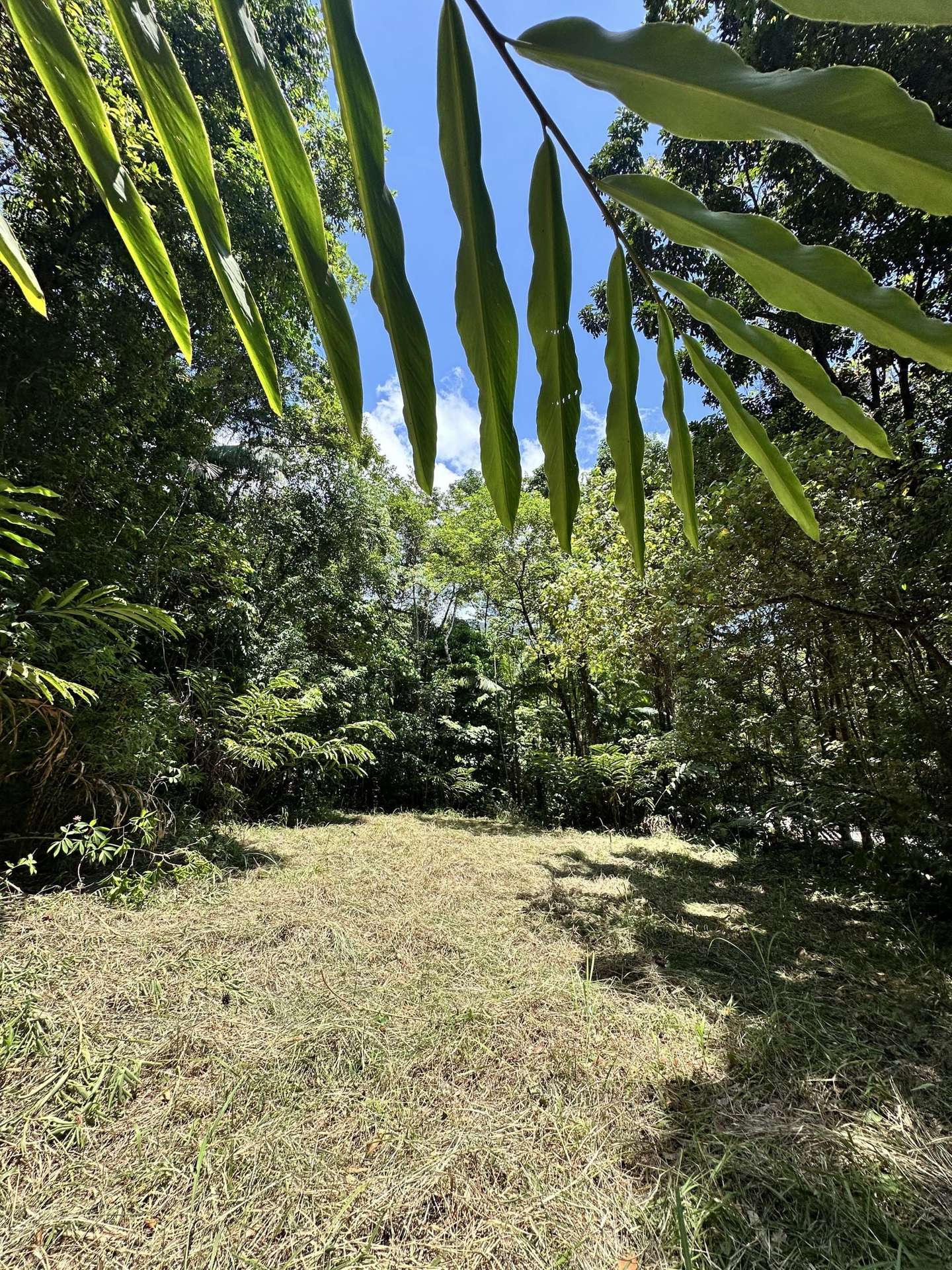 Cape Tribulation For Sale by Farmbuy.com - image 9