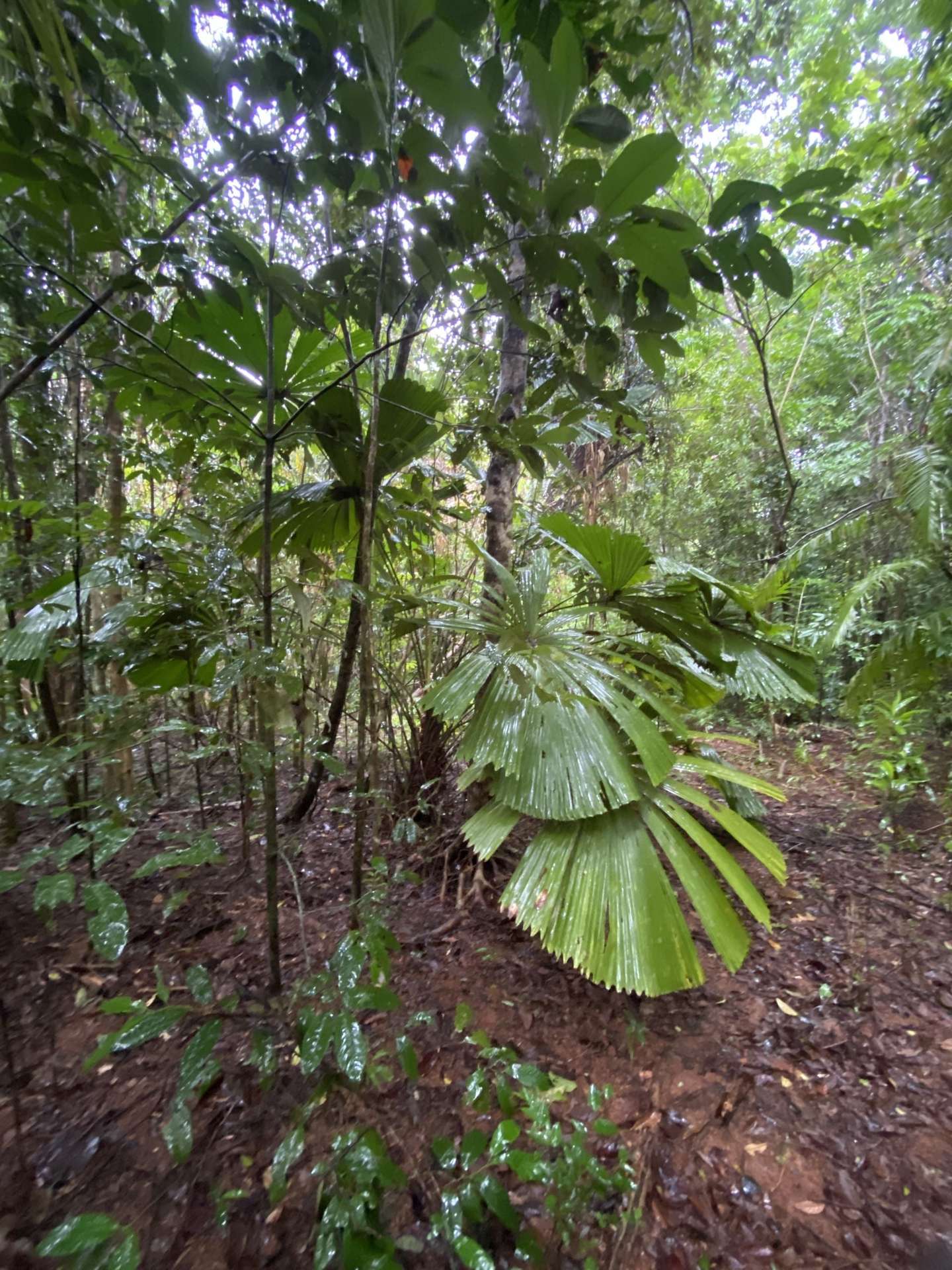 Cape Tribulation For Sale by Farmbuy.com - image 13
