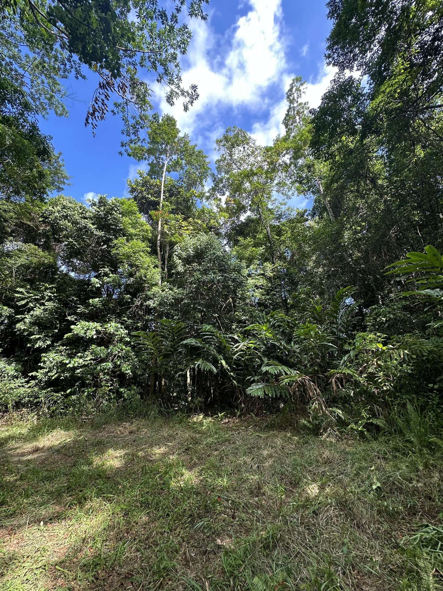 Cape Tribulation For Sale by Farmbuy.com - image 26