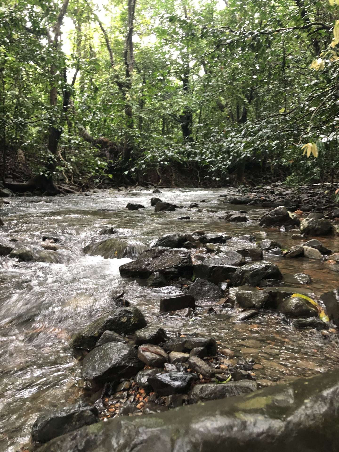 Cape Tribulation For Sale by Farmbuy.com - image 2