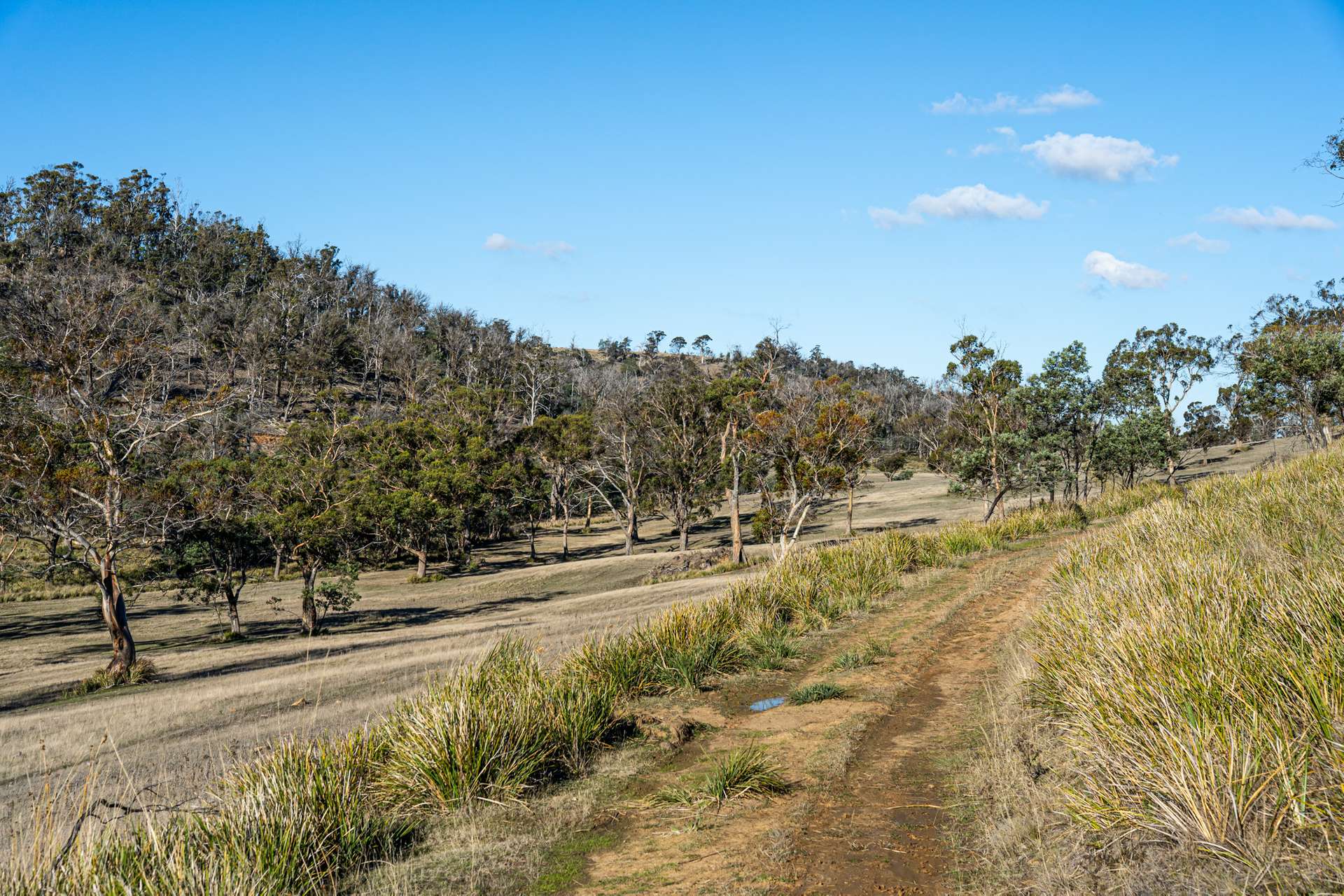 "Goat Gully/Old Hut Hill" Lemont Road, Lemont For Sale by Farmbuy.com - image 29