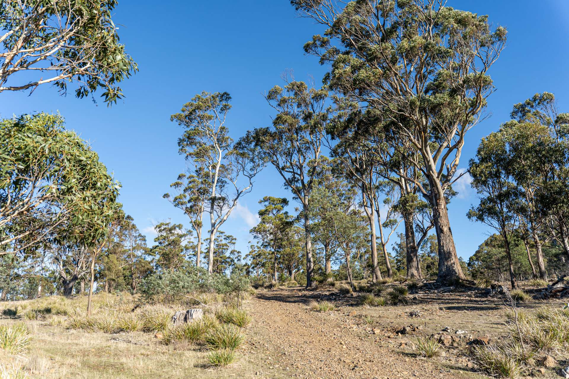 "Goat Gully/Old Hut Hill" Lemont Road, Lemont For Sale by Farmbuy.com - image 27
