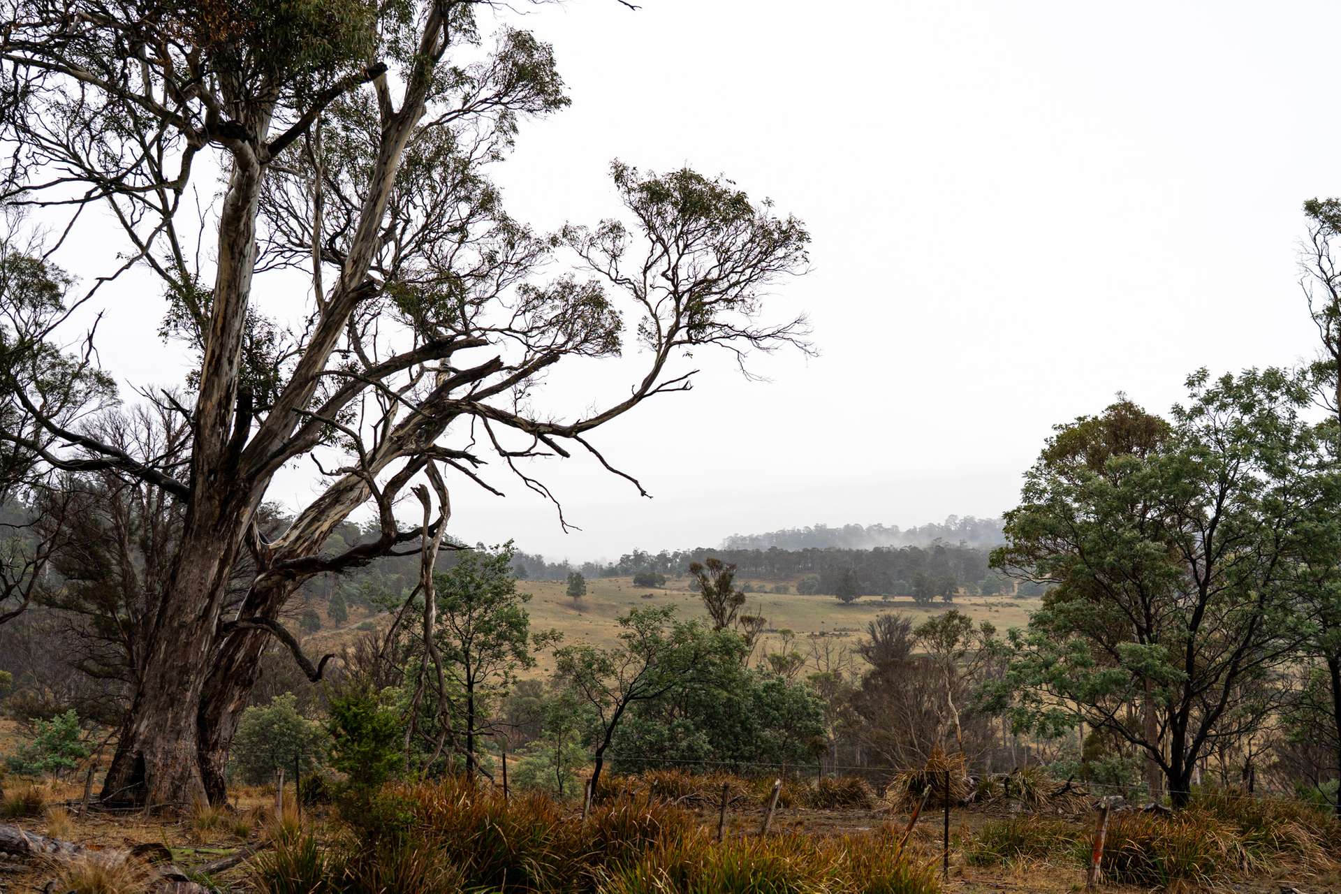 "Goat Gully/Old Hut Hill" Lemont Road, Lemont For Sale by Farmbuy.com - image 24