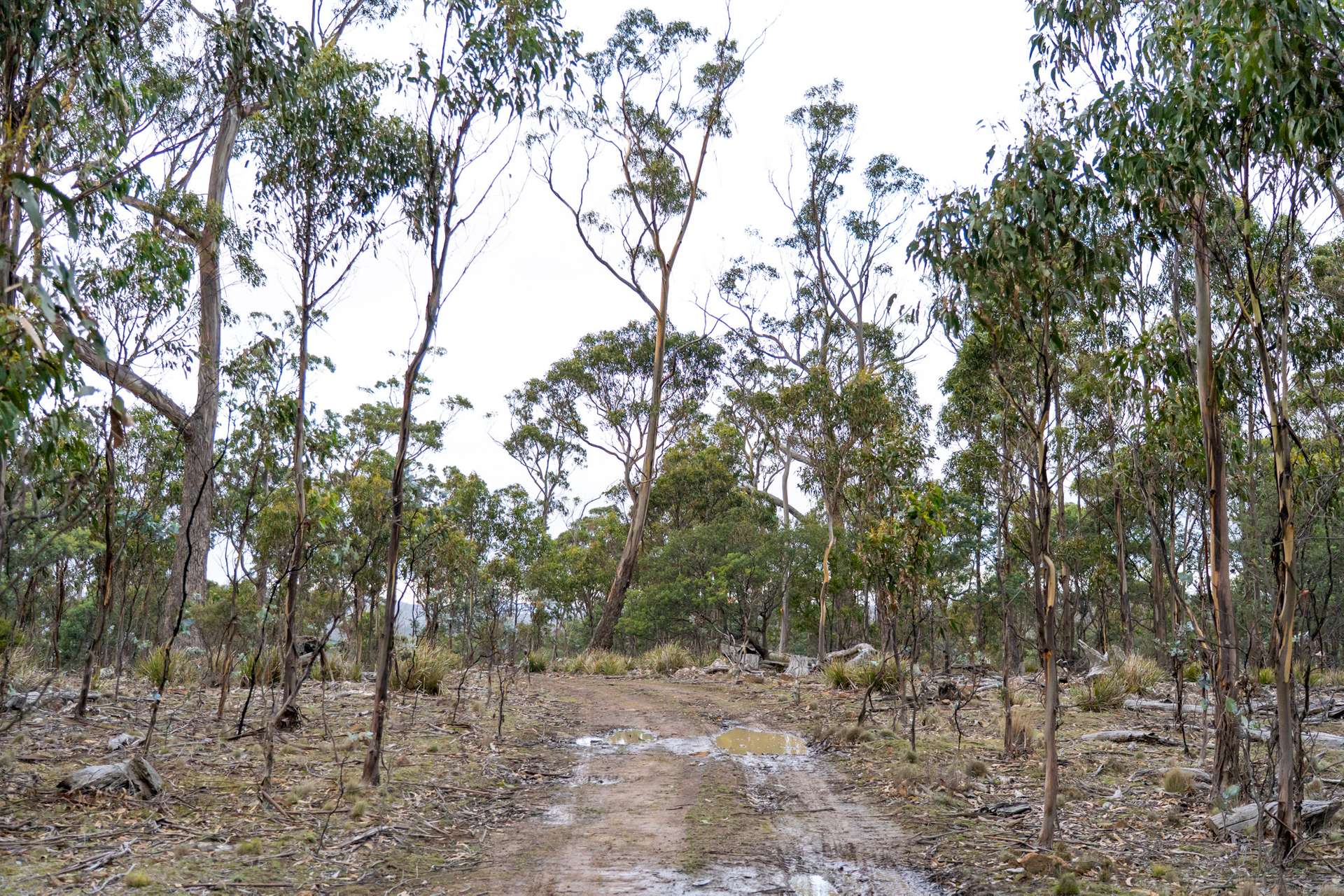 "Goat Gully/Old Hut Hill" Lemont Road, Lemont For Sale by Farmbuy.com - image 15