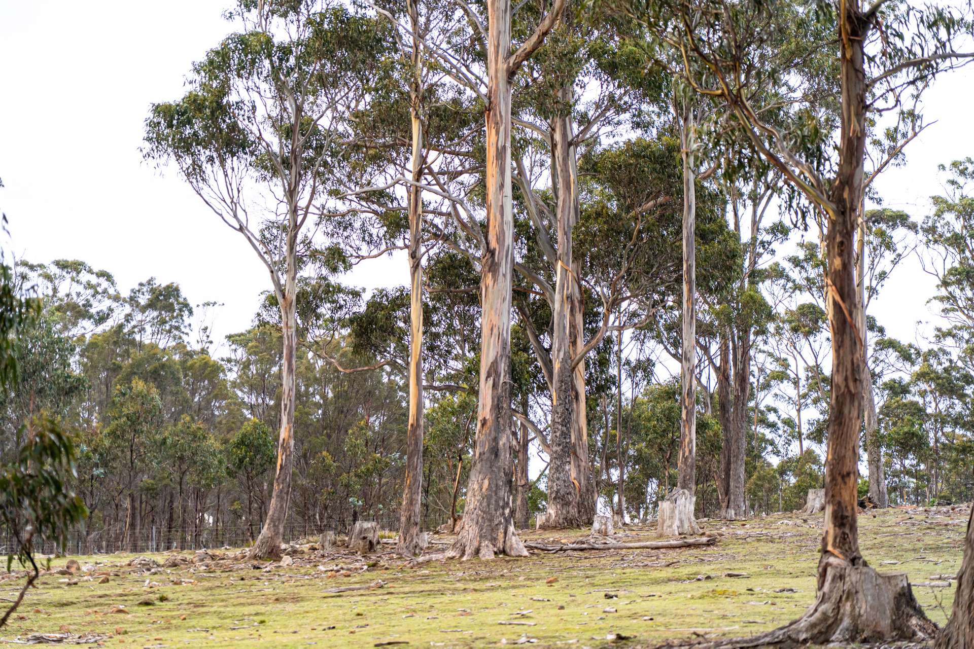 "Goat Gully/Old Hut Hill" Lemont Road, Lemont For Sale by Farmbuy.com - image 18