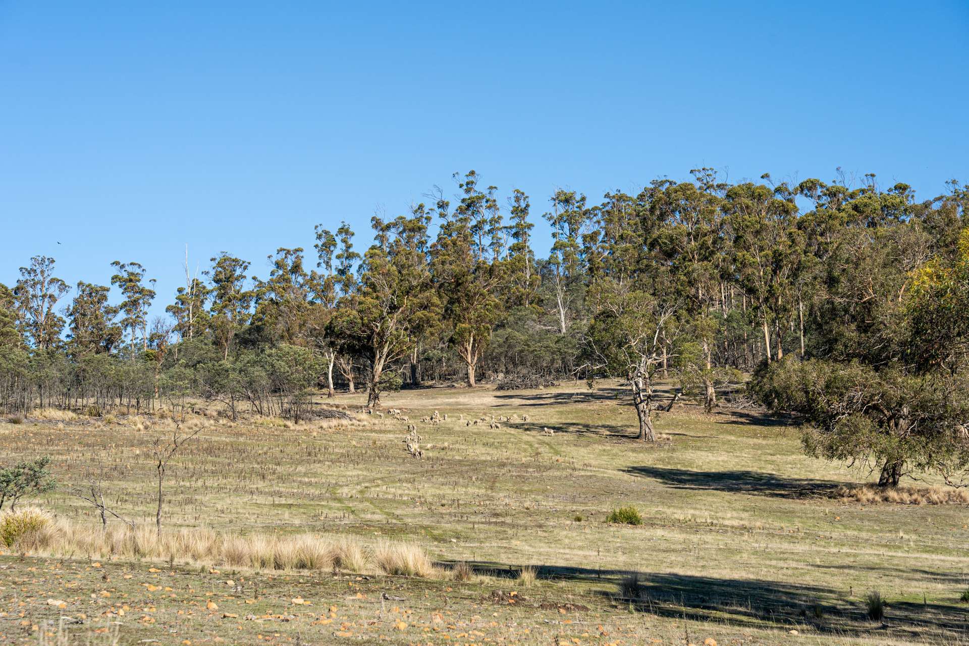 "Goat Gully/Old Hut Hill" Lemont Road, Lemont For Sale by Farmbuy.com - image 35