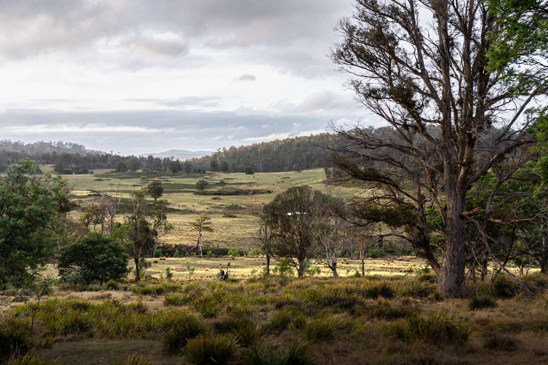 "Goat Gully/Old Hut Hill" Lemont Road, Lemont For Sale by Farmbuy.com - image 1