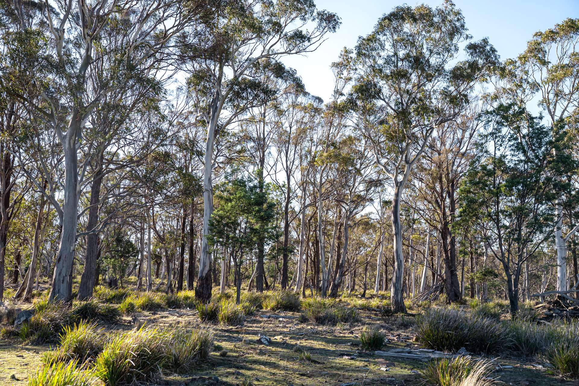 "Goat Gully/Old Hut Hill" Lemont Road, Lemont For Sale by Farmbuy.com - image 28