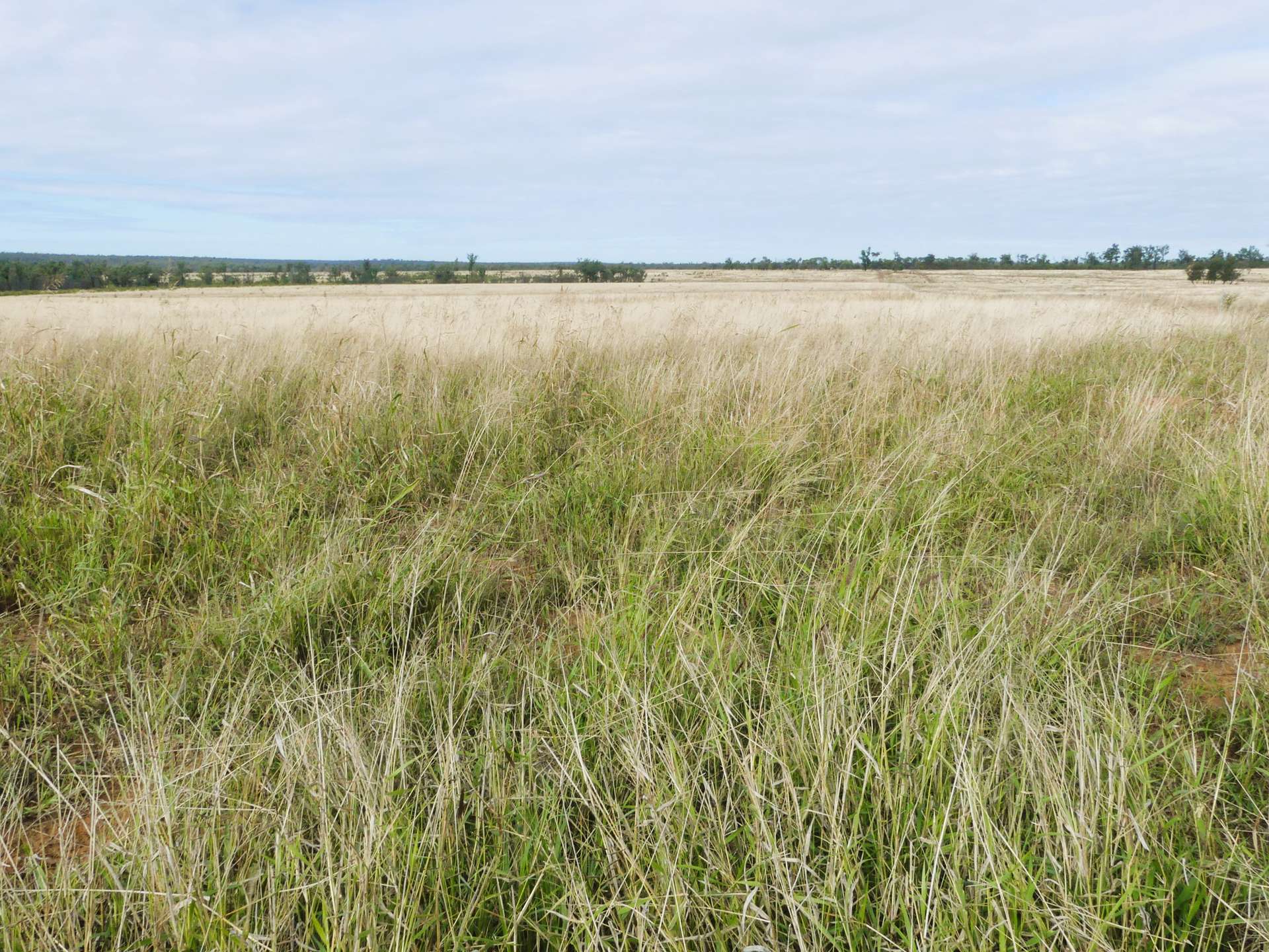 'The Haven' 1164 Moores Bice Road, Drillham For Sale by Farmbuy.com - image 22