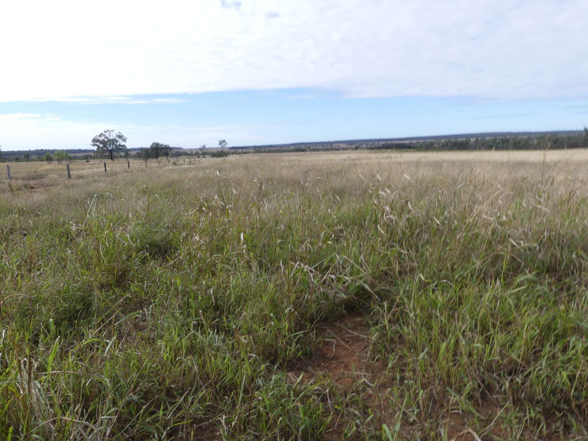 'The Haven' 1164 Moores Bice Road, Drillham For Sale by Farmbuy.com - image 13