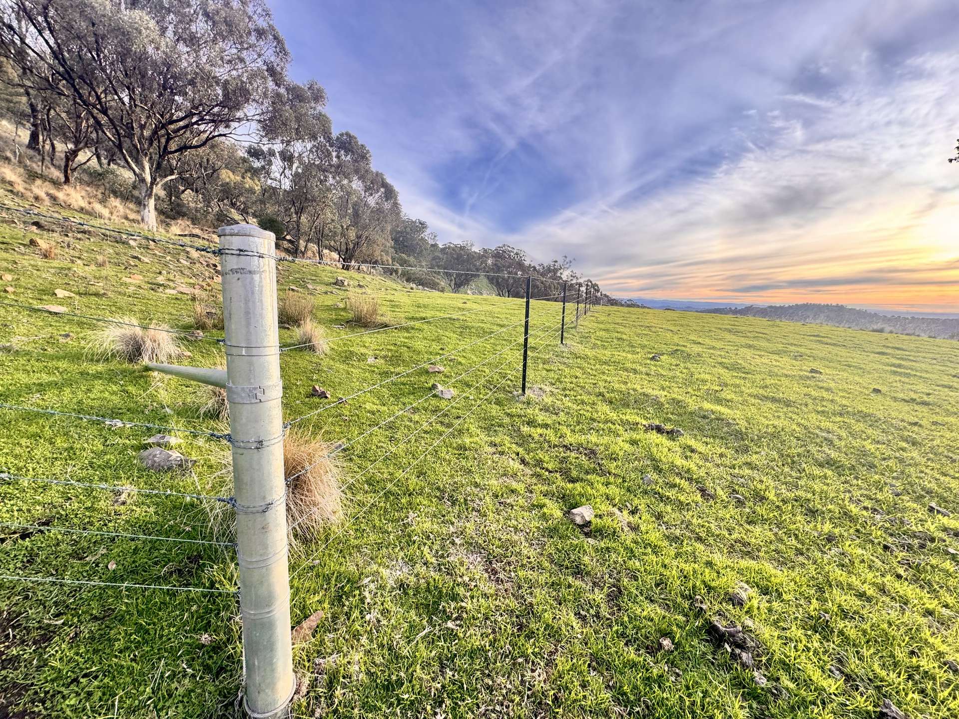 "AVOCA" Presses Road, Willow Tree Auction by Farmbuy.com - image 20