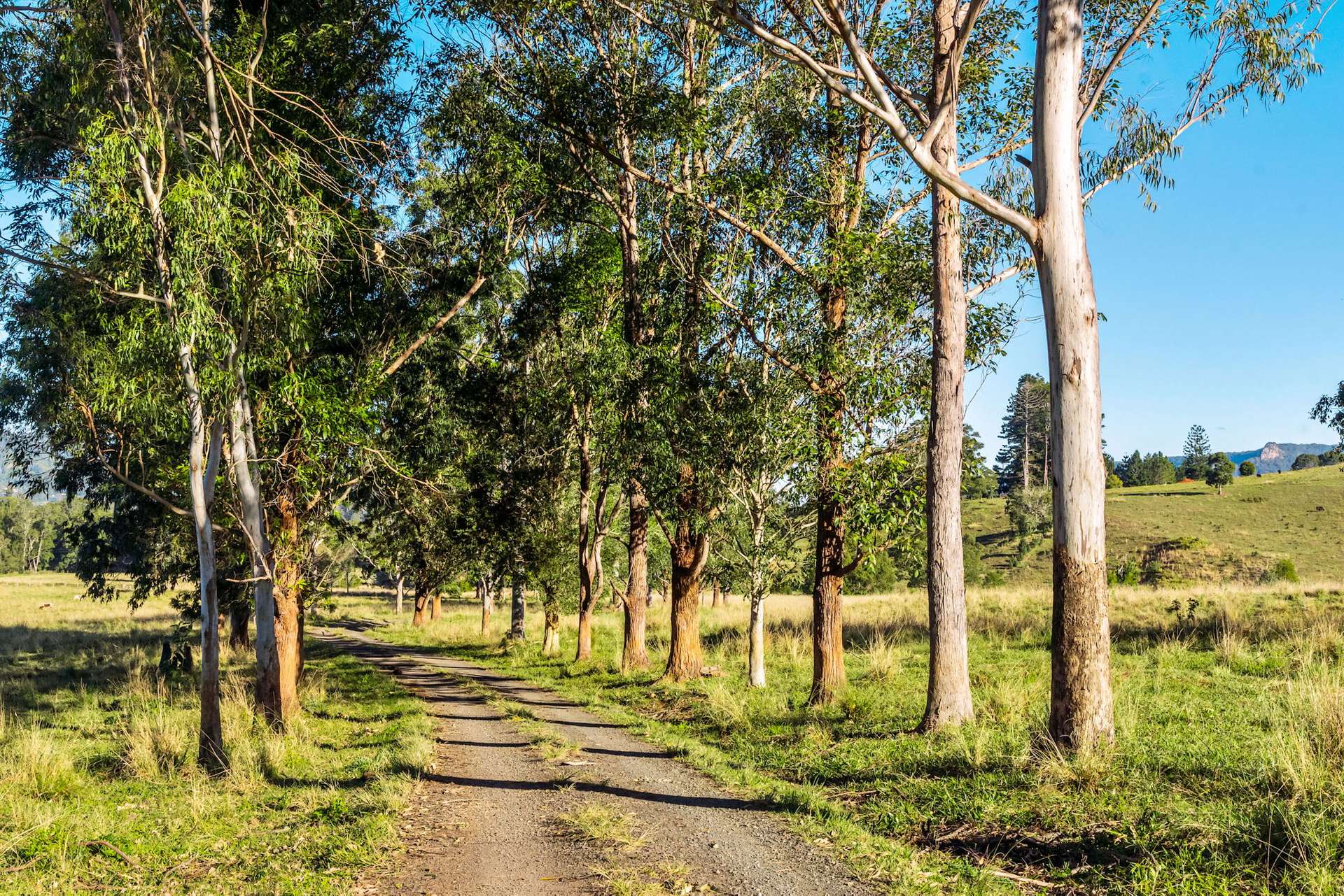 Nimbin For Sale by Farmbuy.com - image 35