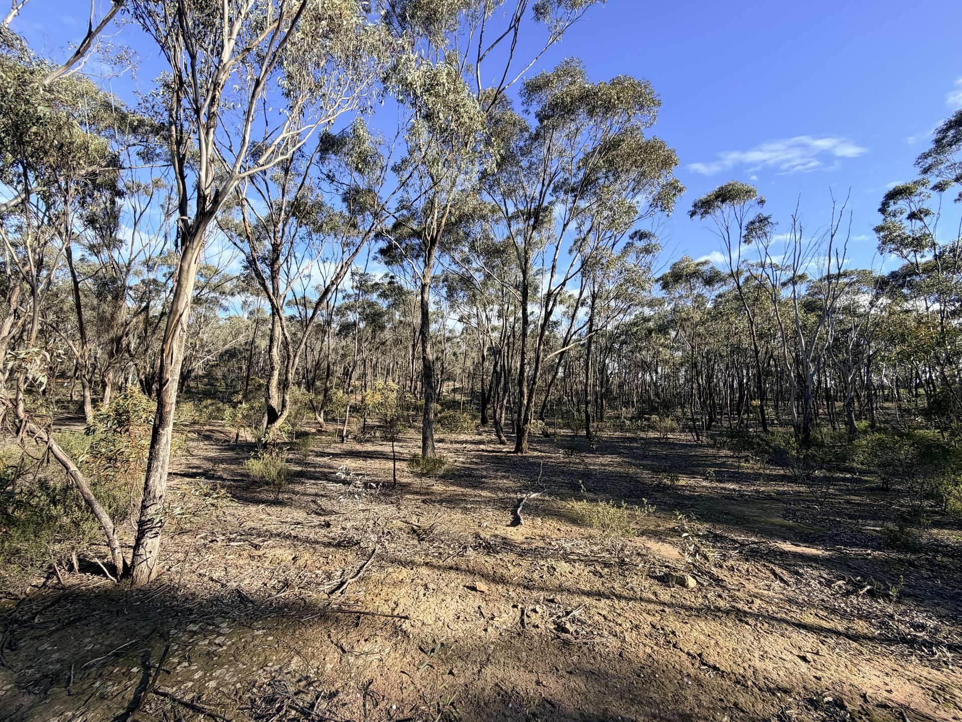 0 Sunraysia Highway, St Arnaud For Sale by Farmbuy.com - image 13