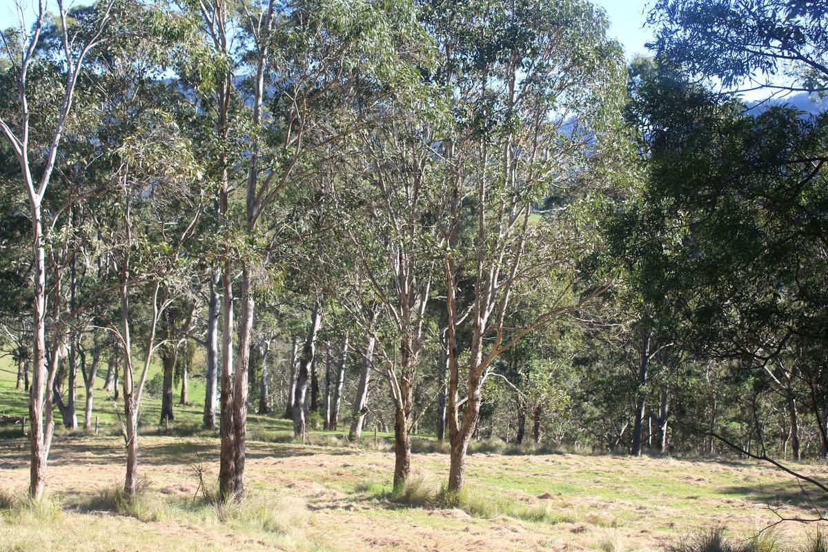 Lot 21,  Spring Creek Road, The Head For Sale by Farmbuy.com - image 5