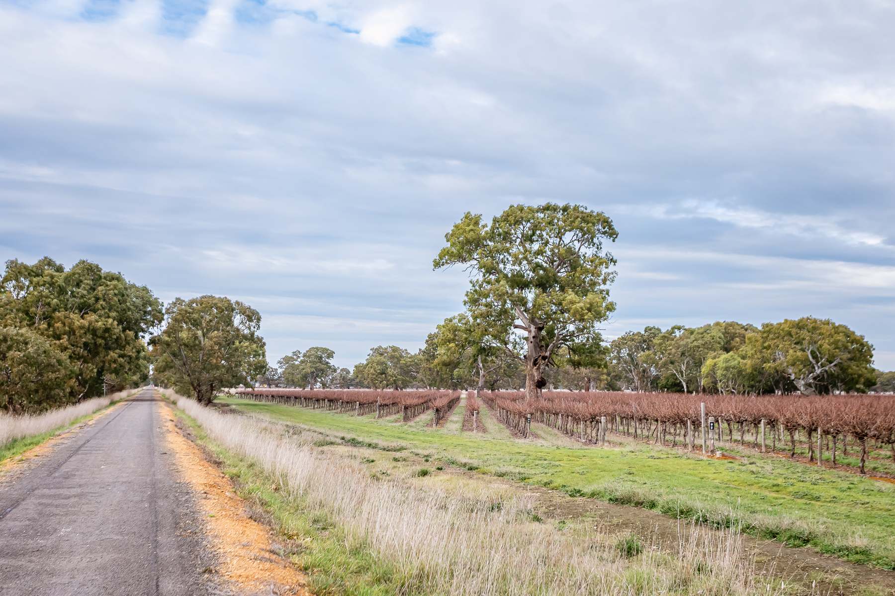 Lot 11 Ravenswood Lane (and Others), Coonawarra For Sale by Farmbuy.com - image 2