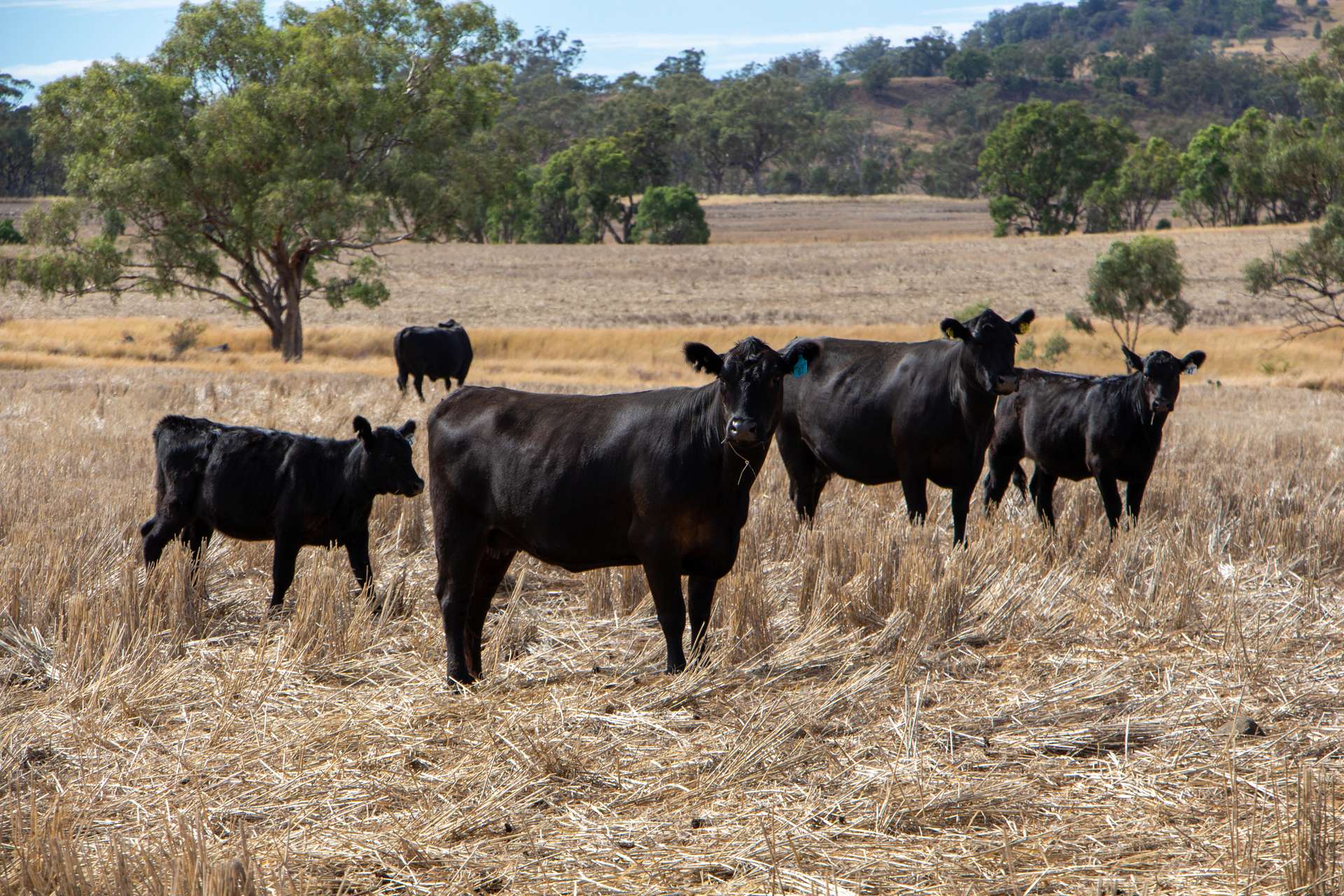 364 Lecoin Road Delungra, Inverell For Sale by Farmbuy.com - image 28