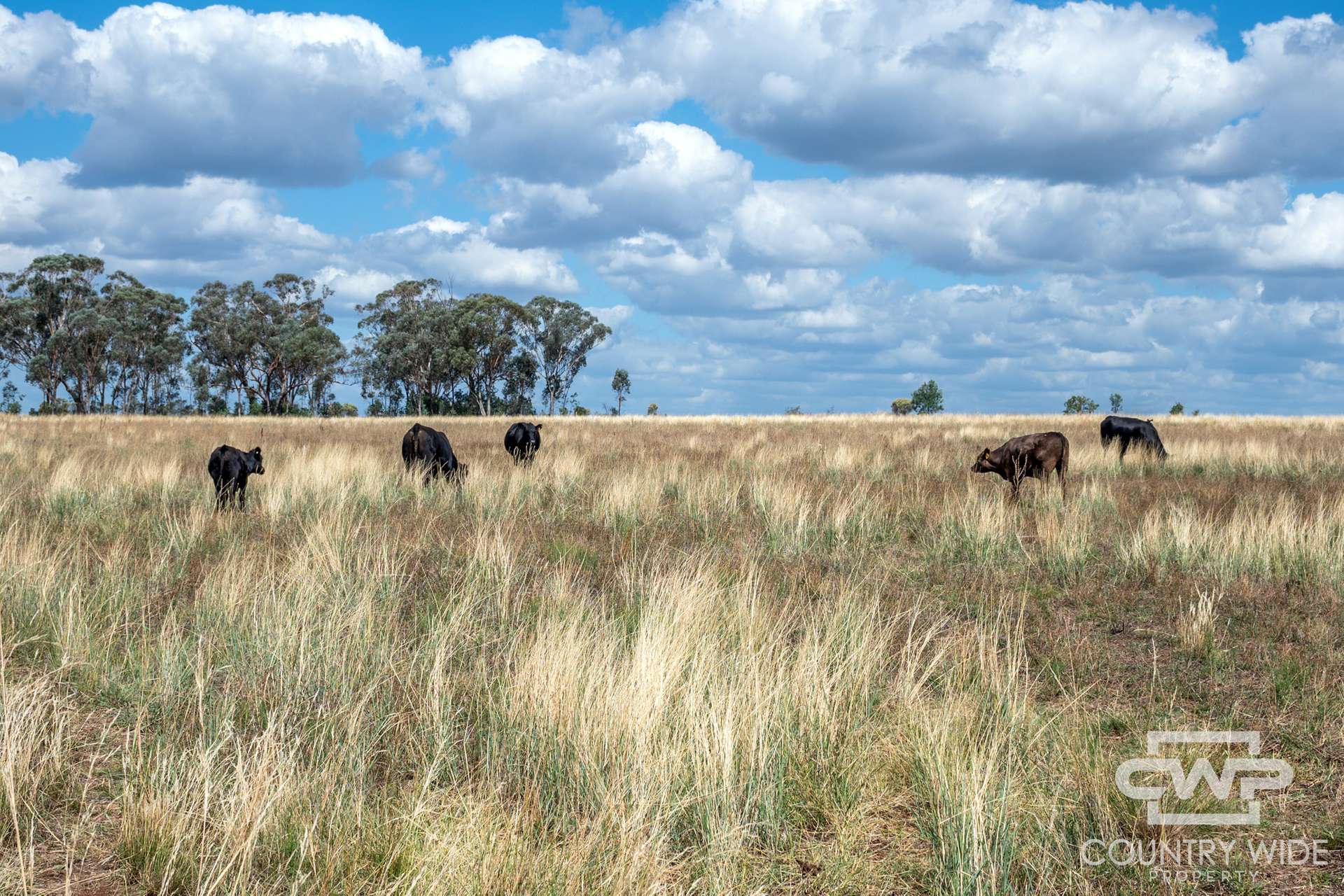 1925 Nullamanna Road, Nullamanna For Sale by Farmbuy.com - image 8