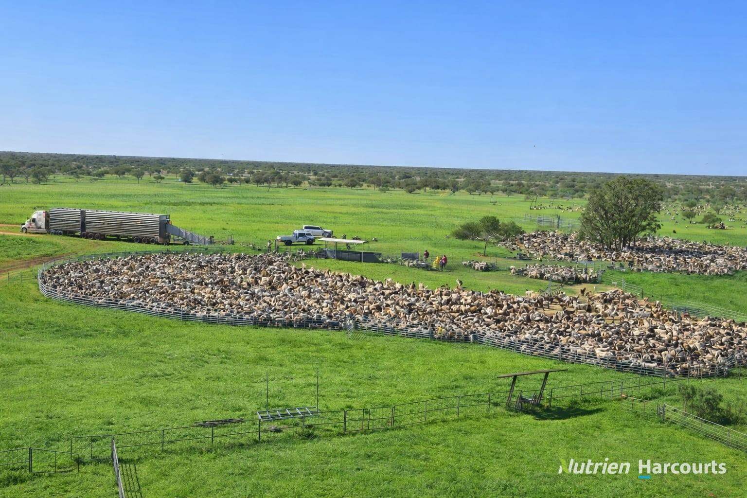 * Borrona Downs Station, Broken Hill Auction by Farmbuy.com - image 8