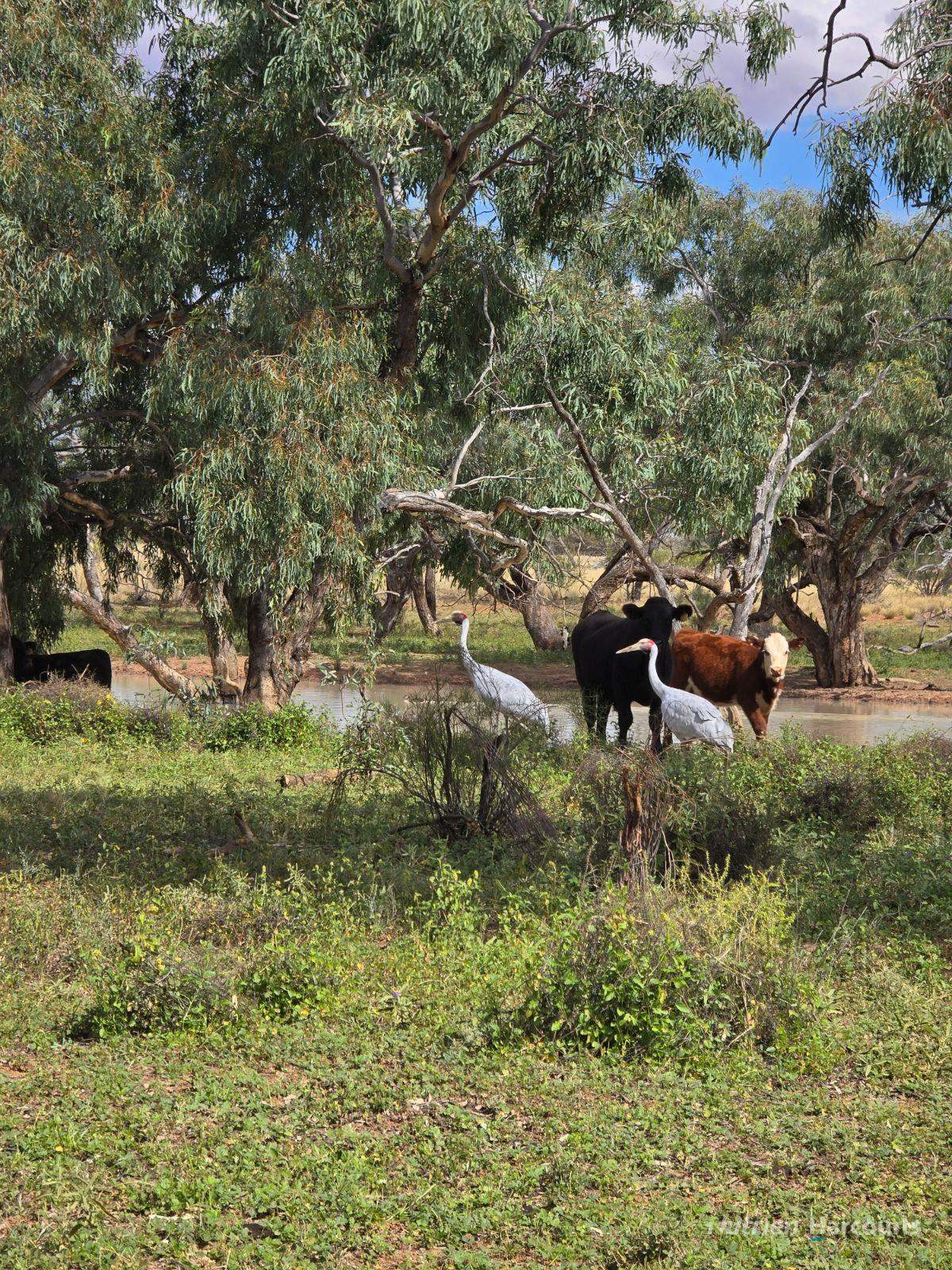 * Borrona Downs Station, Broken Hill Auction by Farmbuy.com - image 19