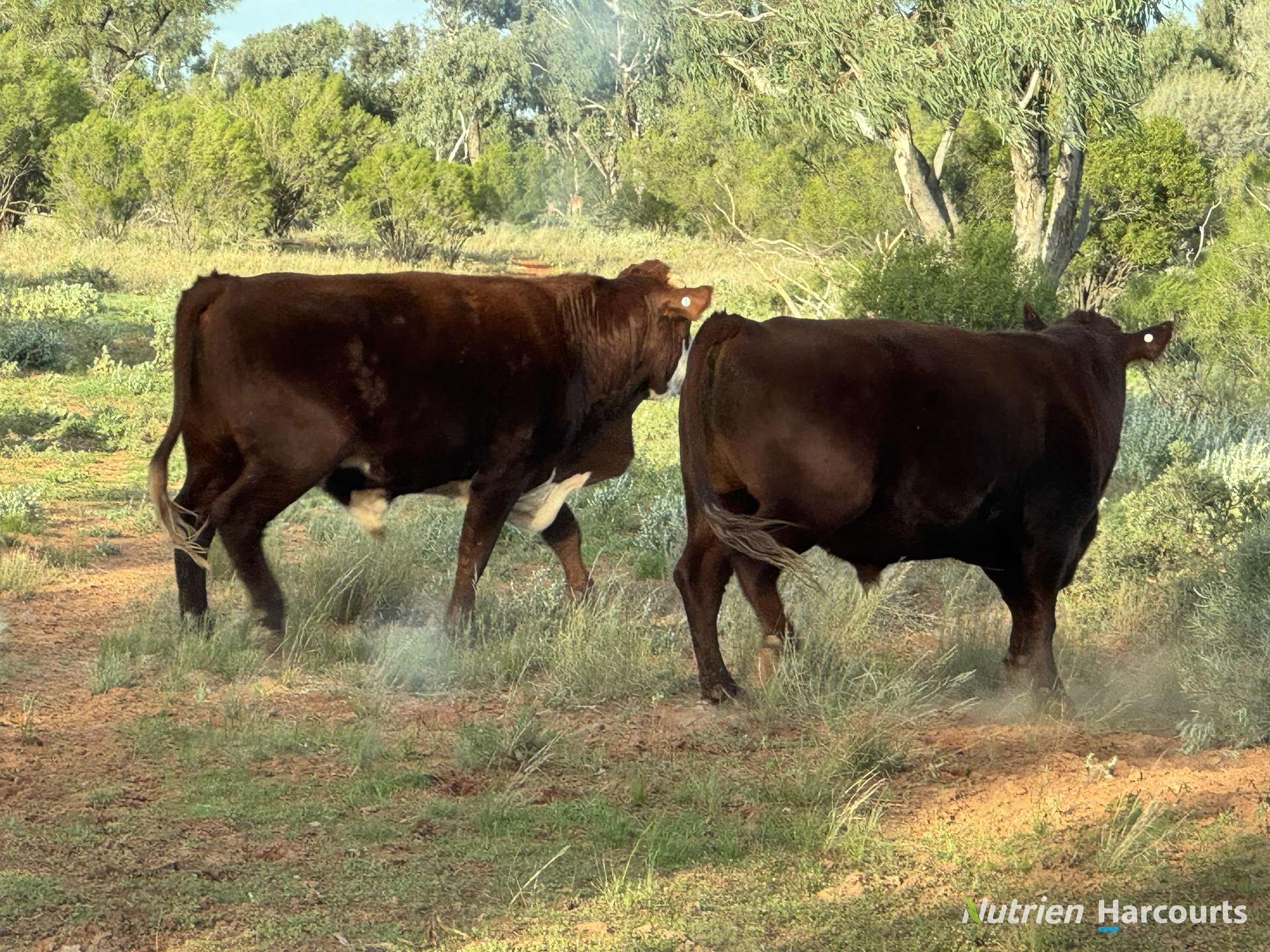 * Borrona Downs Station, Broken Hill Auction by Farmbuy.com - image 2