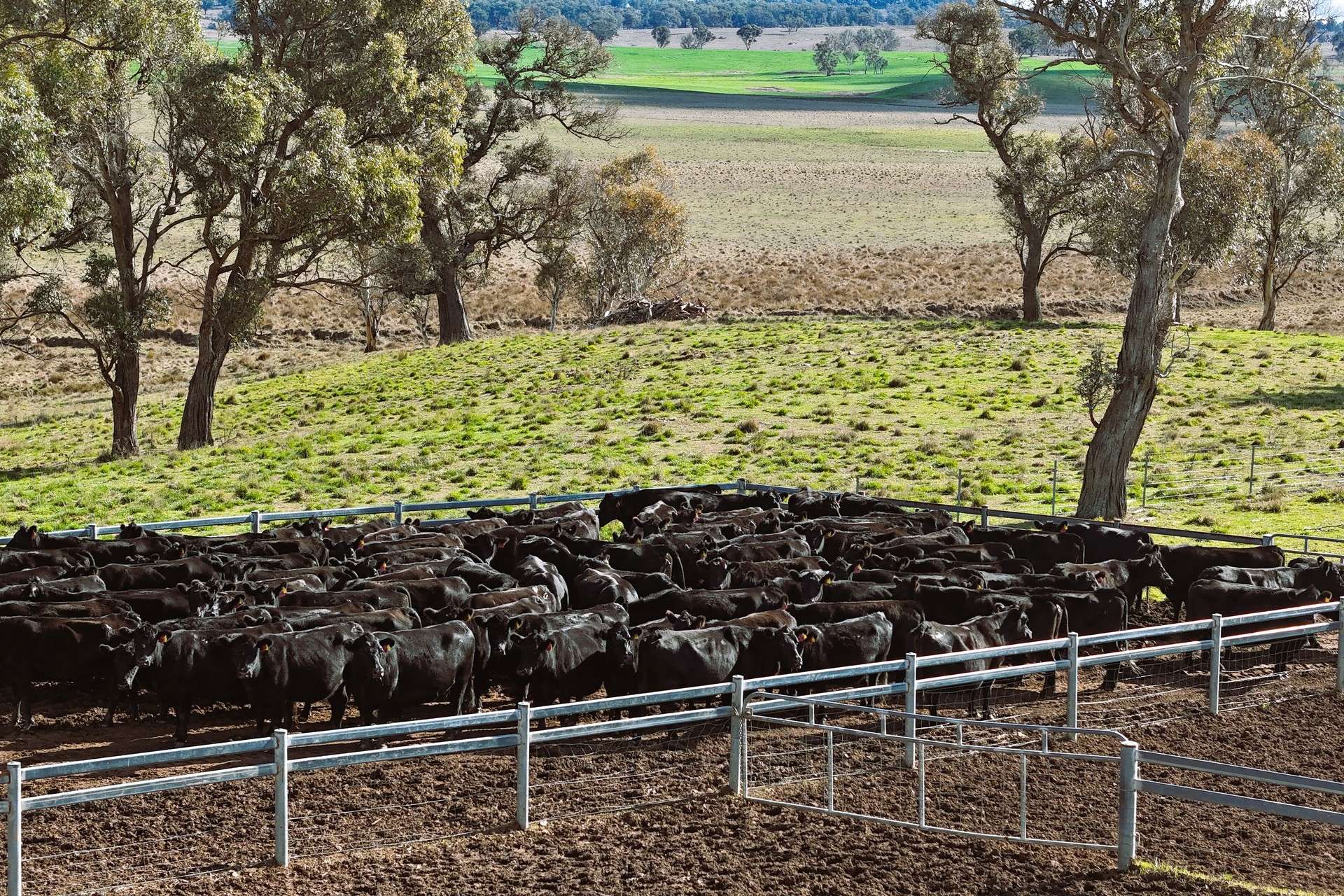 91 Gill Road, Walcha For Sale by Farmbuy.com - image 3