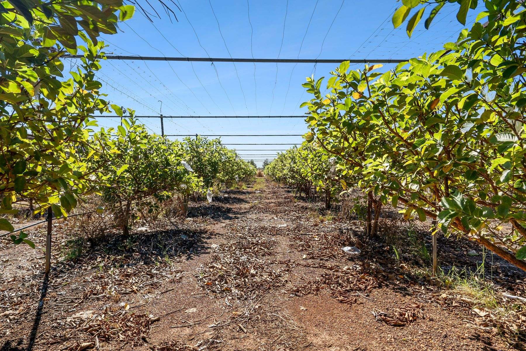 730 Leonino Road, Fly Creek Auction by Farmbuy.com - image 20