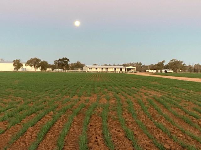 3615 Ballangarry Road, Thallon For Sale by Farmbuy.com - image 4