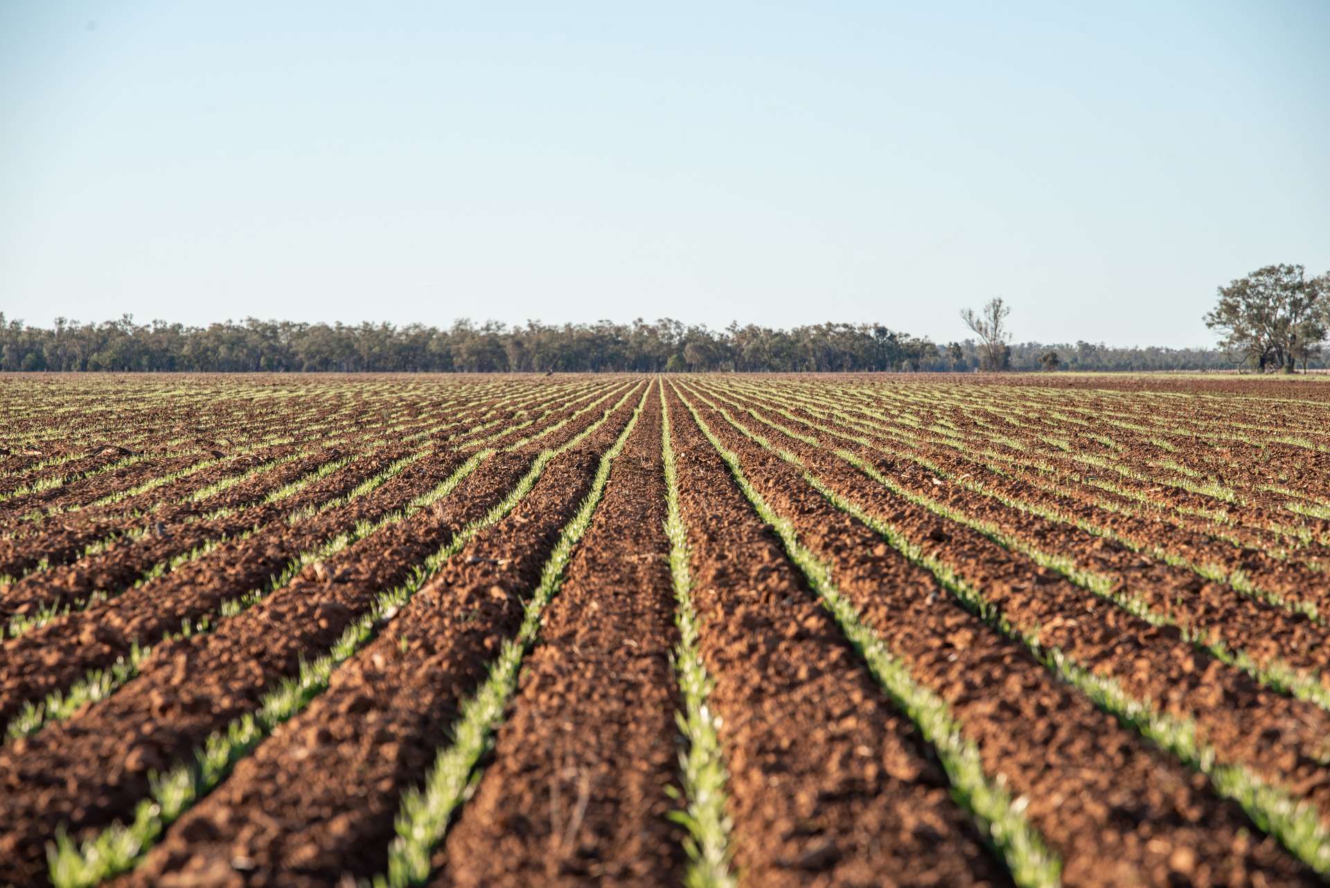6210 Carnarvon Highway, Thallon Auction by Farmbuy.com - image 1