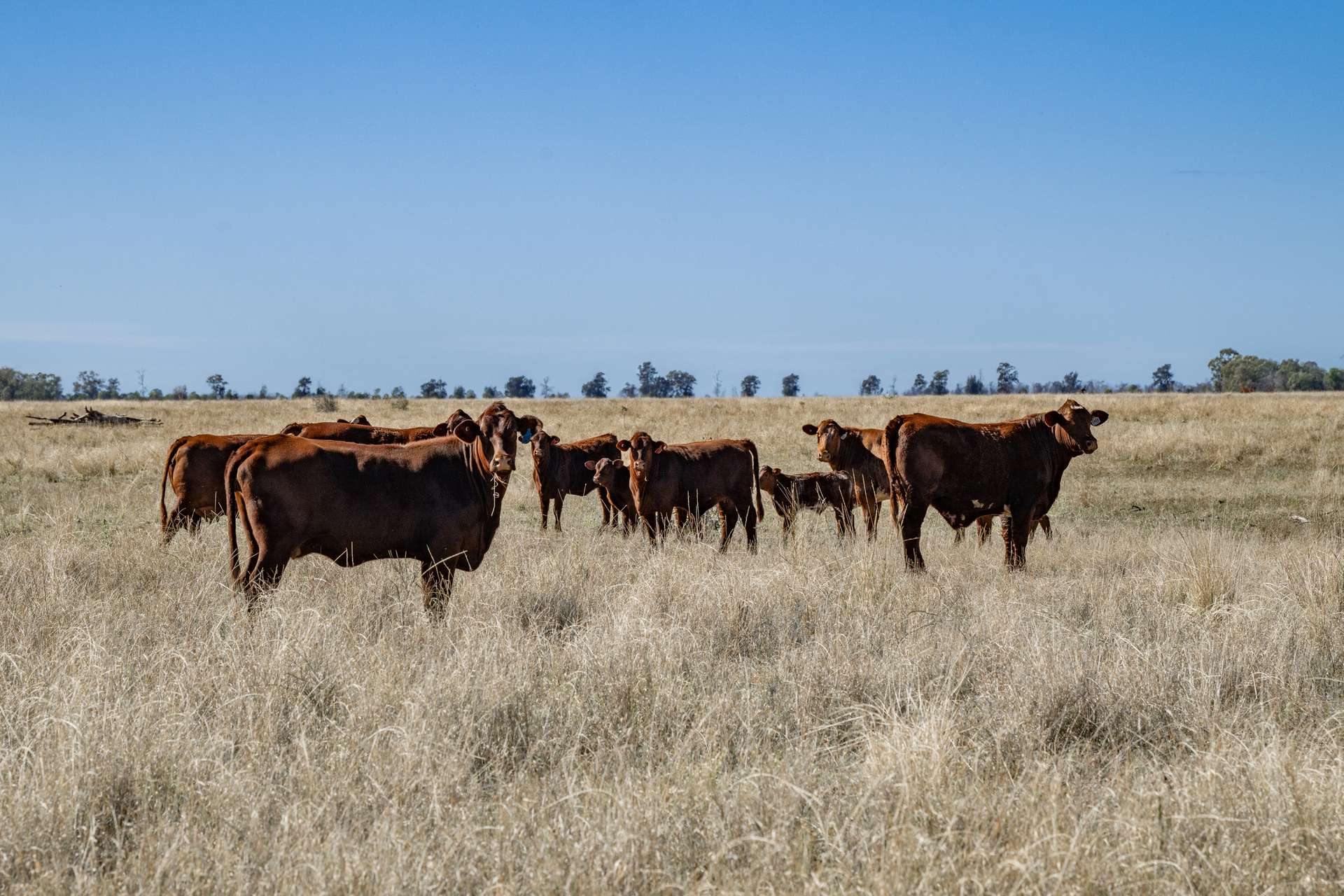 6210 Carnarvon Highway, Thallon For Sale by Farmbuy.com - image 11