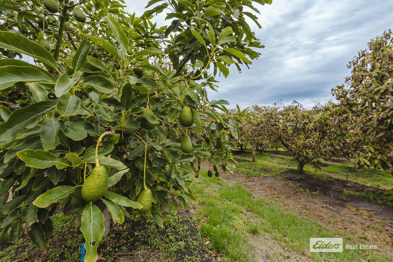71 Tennessee. Road North, Lowlands For Sale by Farmbuy.com - image 31