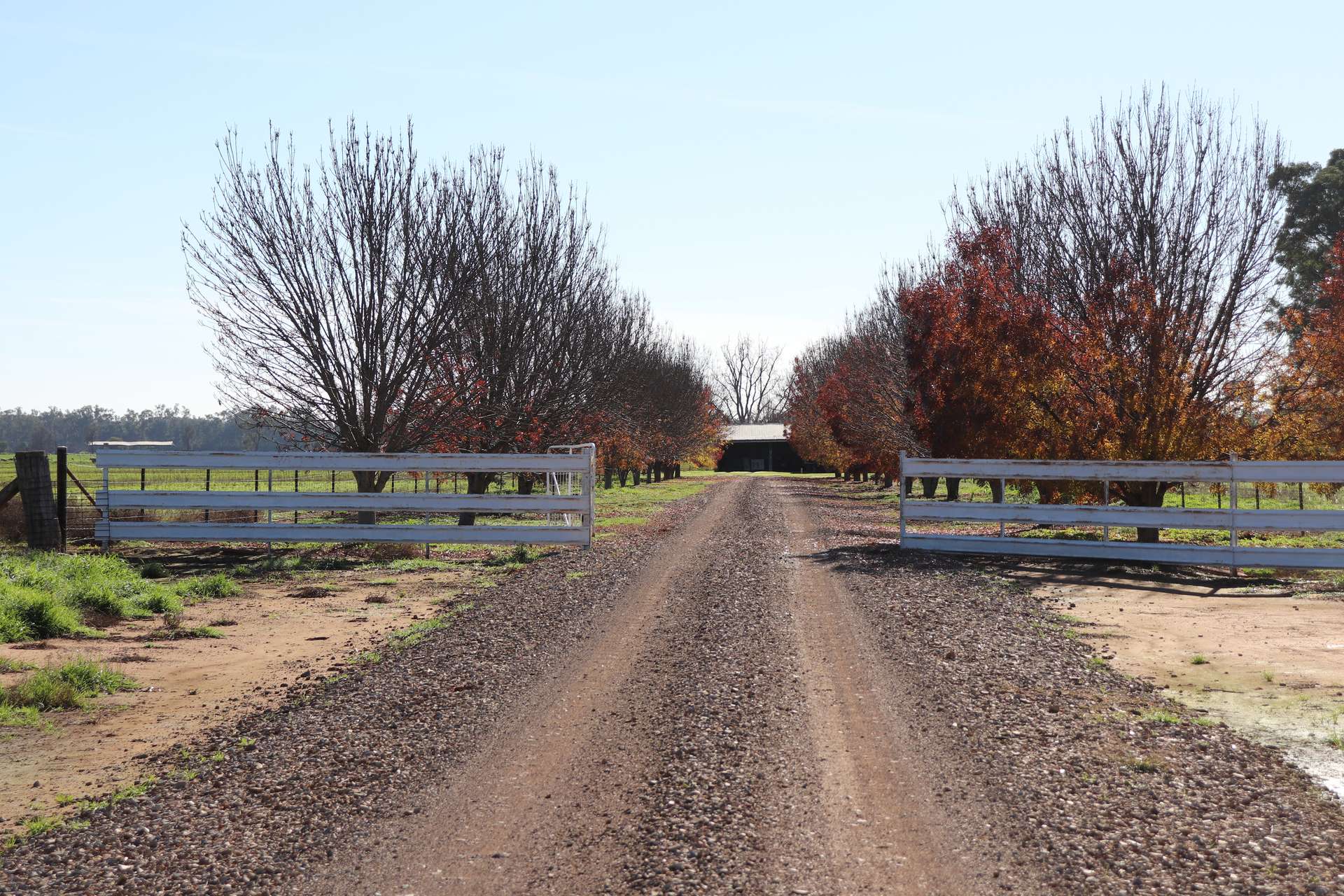 3412 Bedgerabong Road, Forbes For Sale by Farmbuy.com - image 29