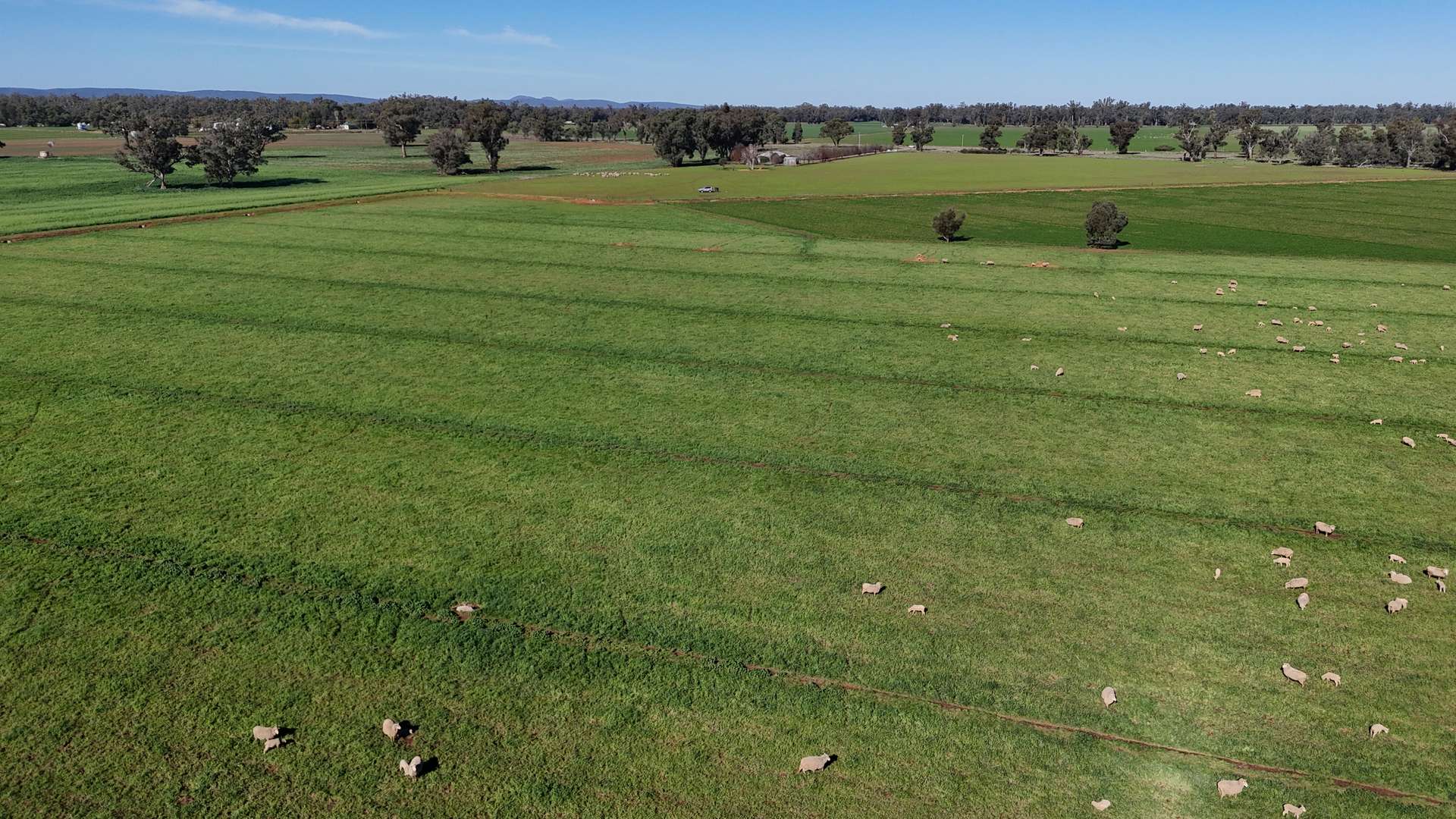3412 Bedgerabong Road, Forbes For Sale by Farmbuy.com - image 16