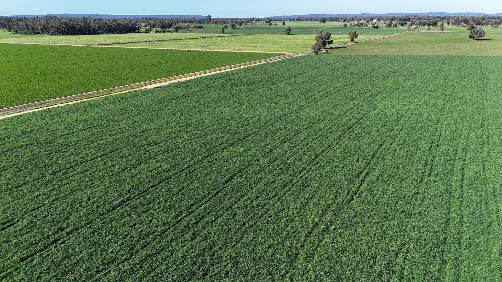 3412 Bedgerabong Road, Forbes For Sale by Farmbuy.com - image 1