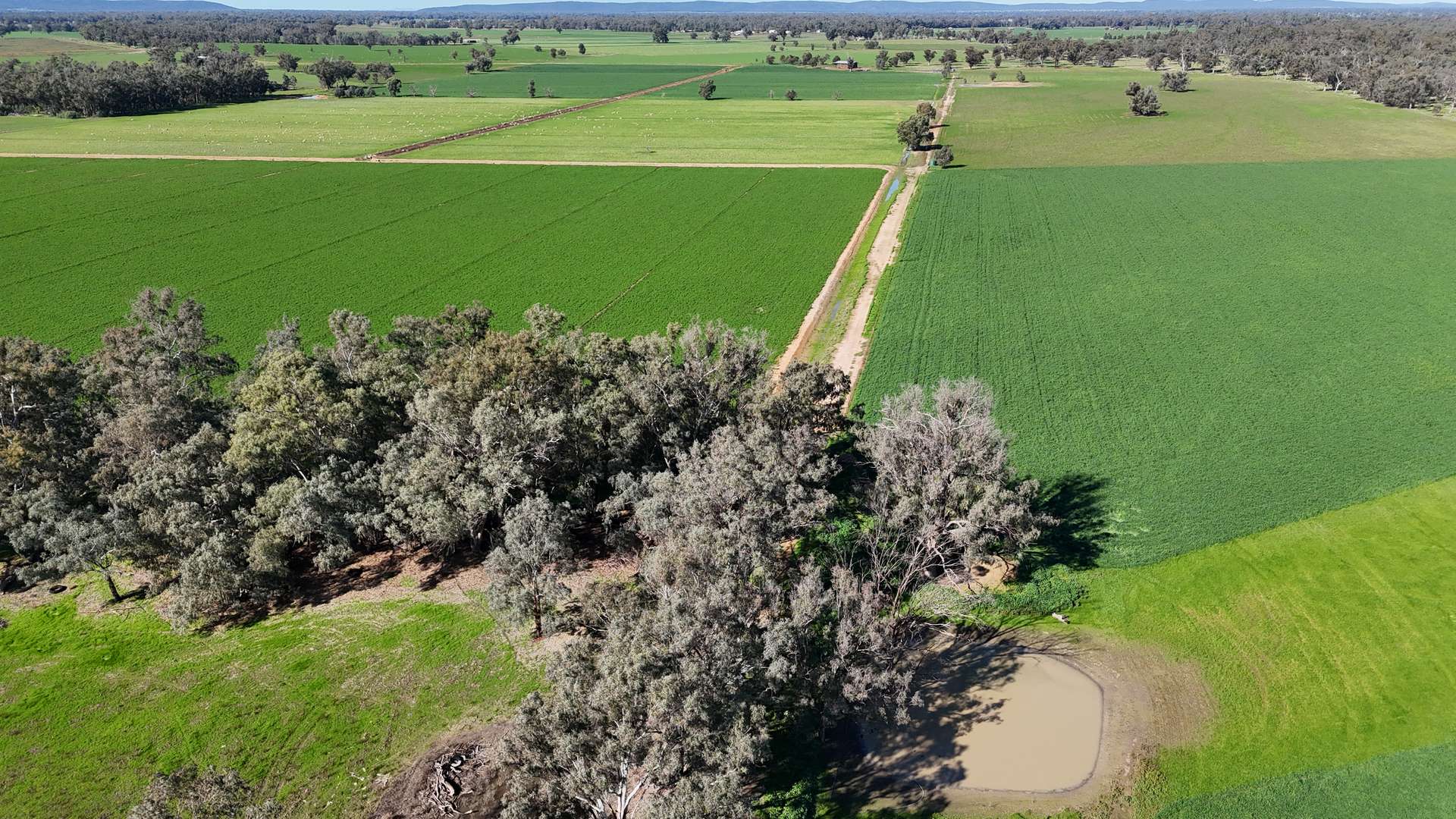 3412 Bedgerabong Road, Forbes For Sale by Farmbuy.com - image 7