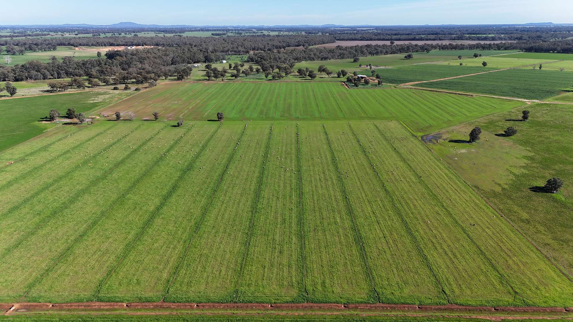 3412 Bedgerabong Road, Forbes For Sale by Farmbuy.com - image 2