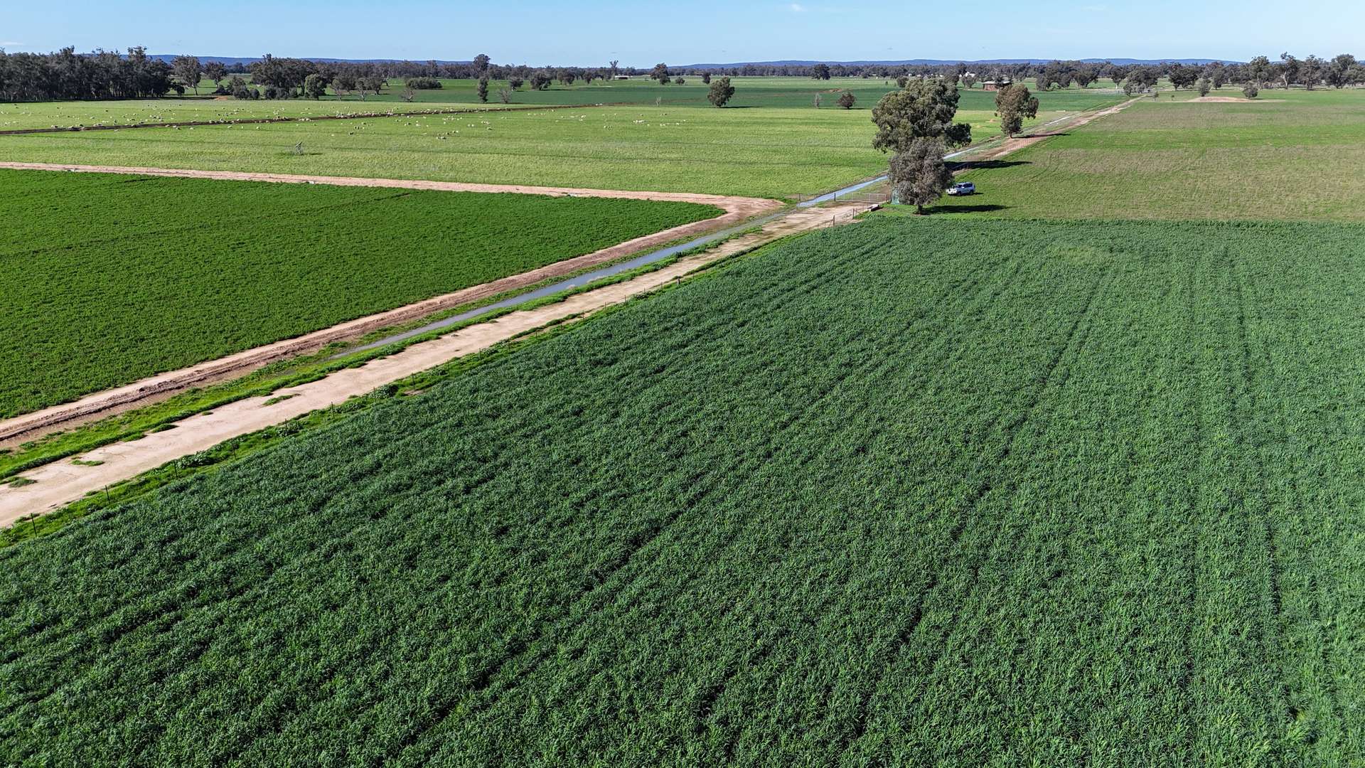 3412 Bedgerabong Road, Forbes For Sale by Farmbuy.com - image 5