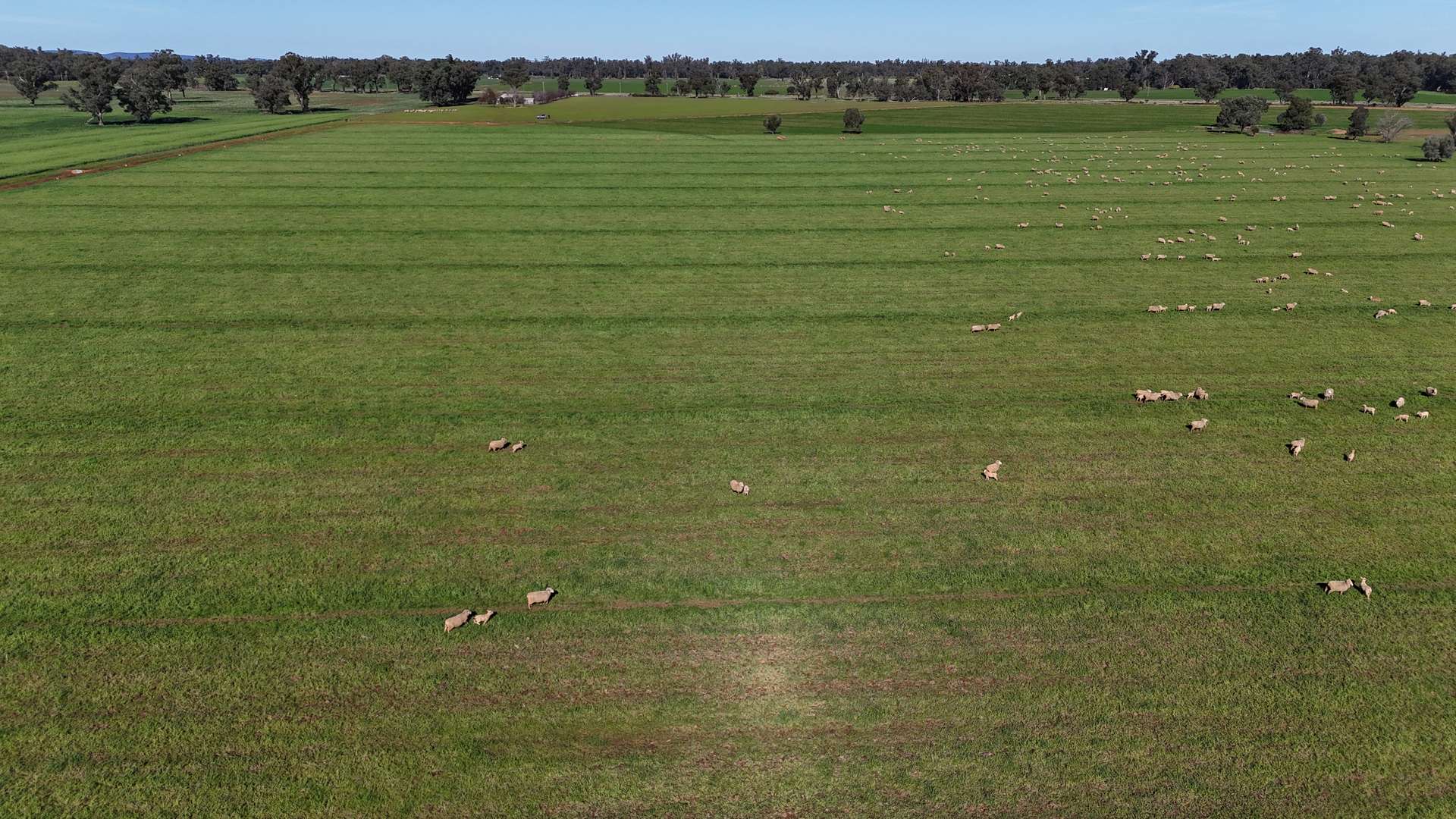 3412 Bedgerabong Road, Forbes For Sale by Farmbuy.com - image 9