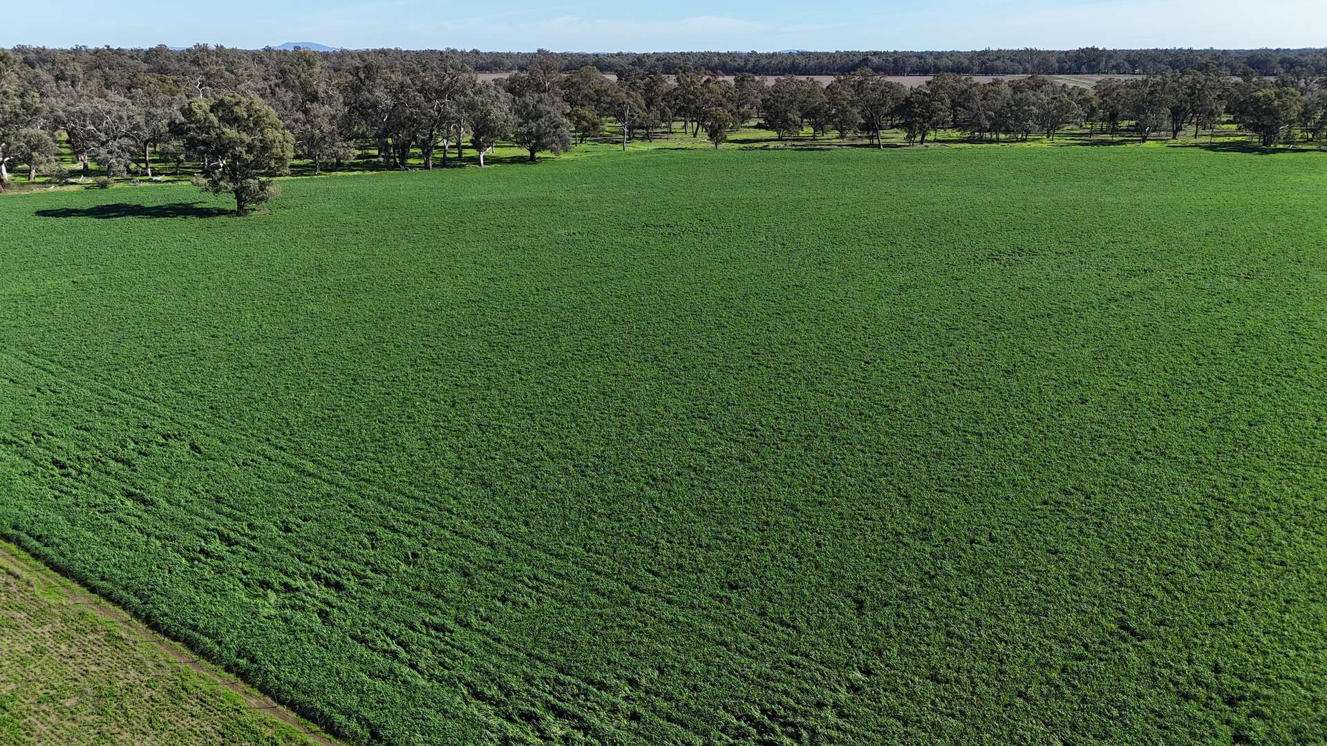 3412 Bedgerabong Road, Forbes For Sale by Farmbuy.com - image 8