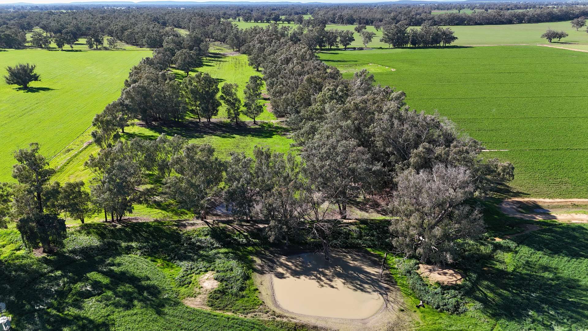 3412 Bedgerabong Road, Forbes For Sale by Farmbuy.com - image 14